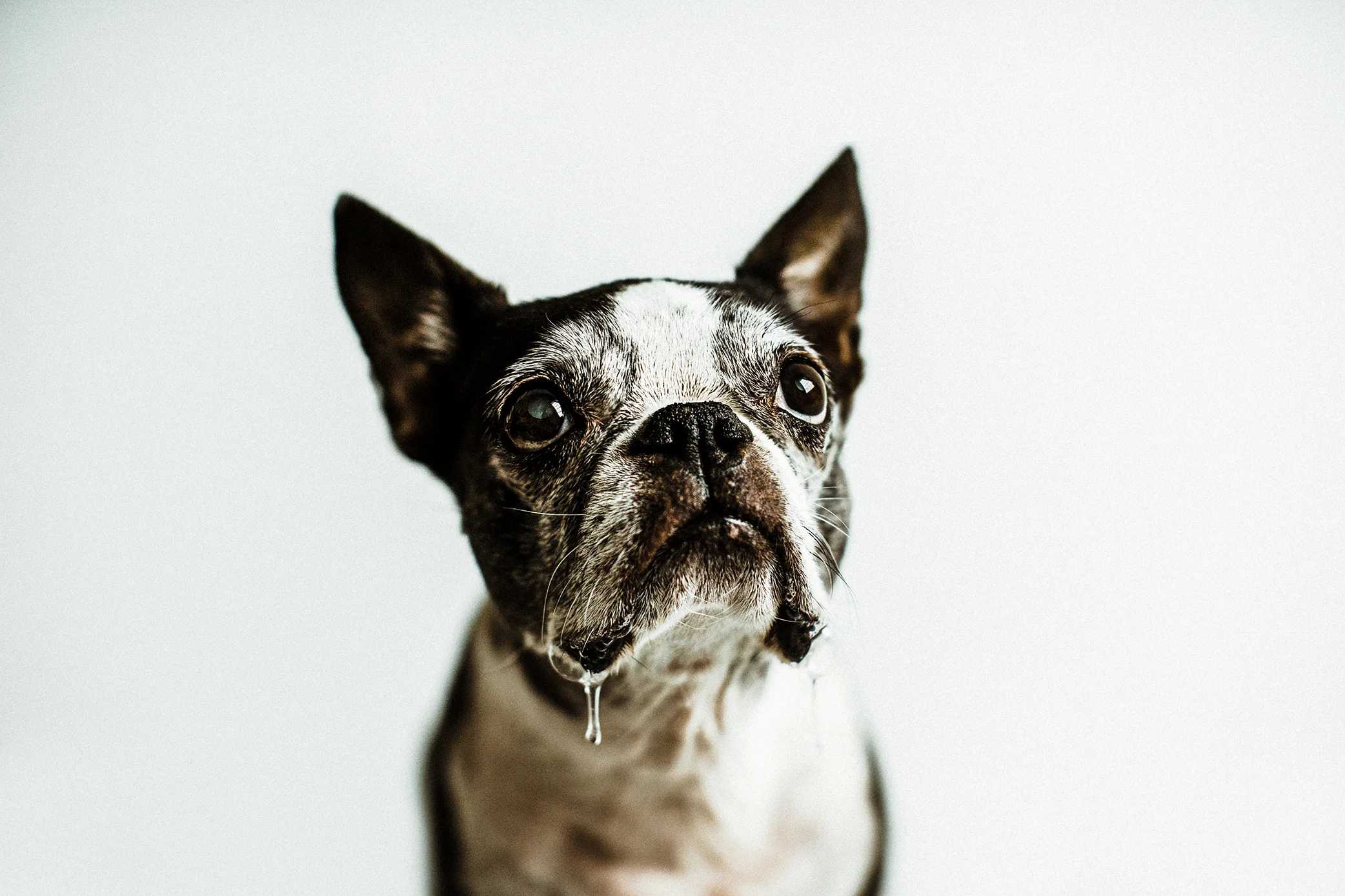 Portland, Oregon Pet Photography