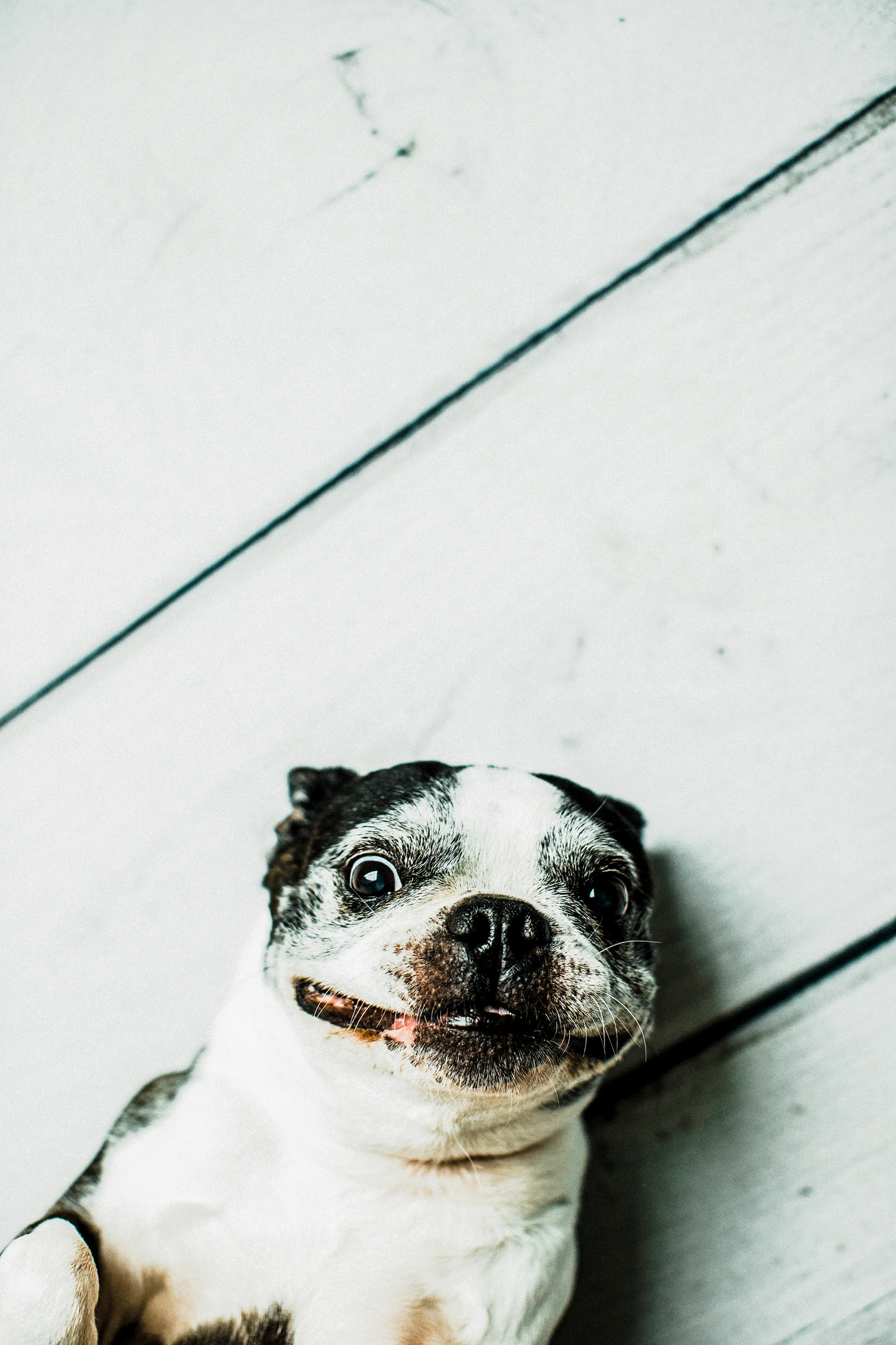 Portland, Oregon Pet Photography