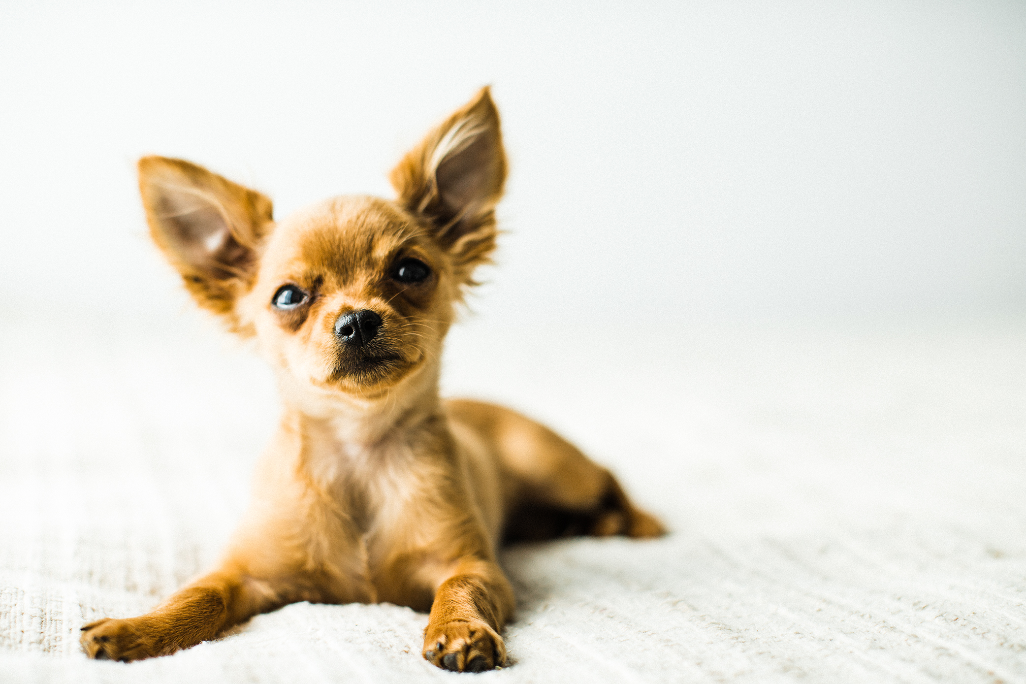 Portland, Oregon Pet Photographer