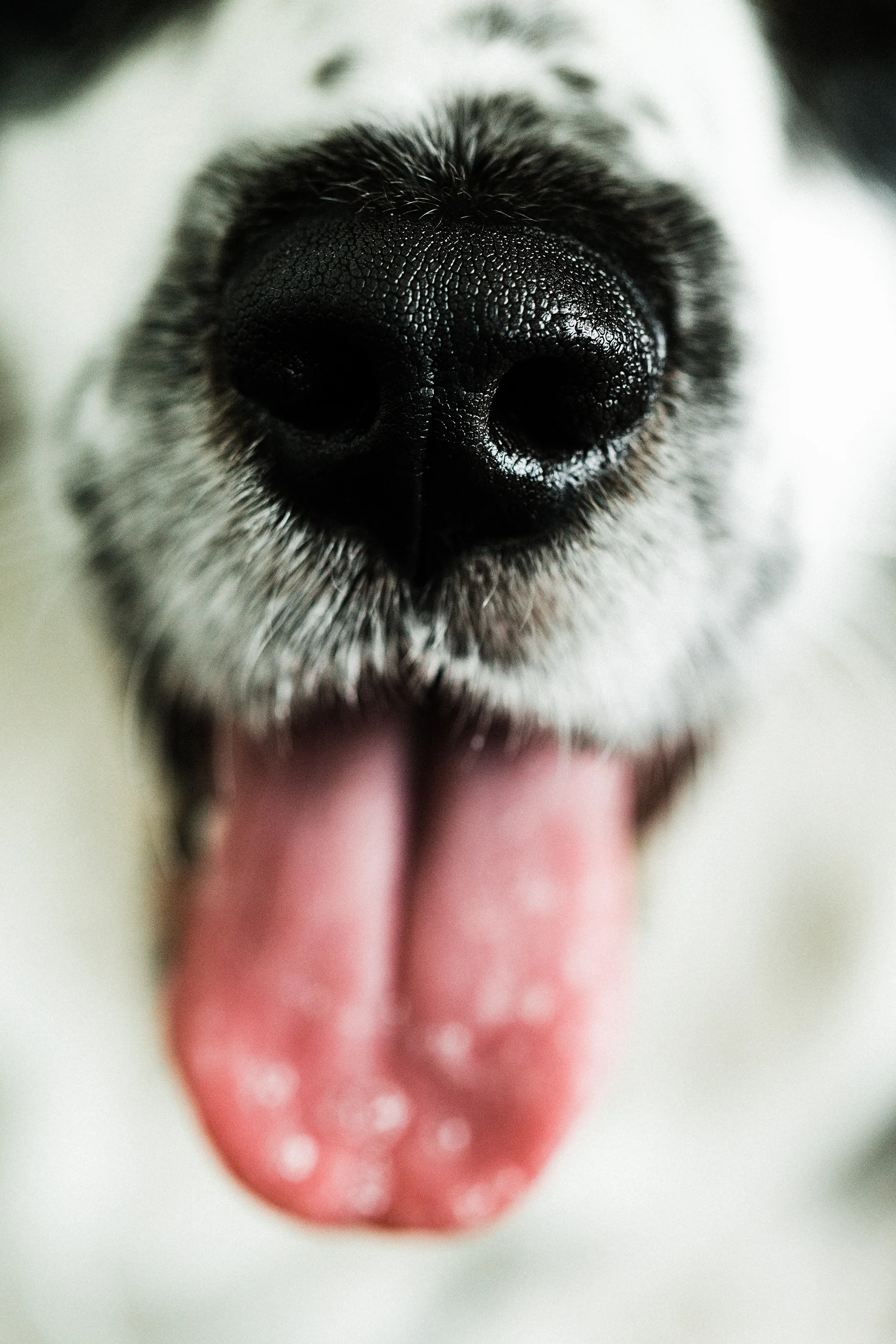 Portland, Oregon Pet Photography