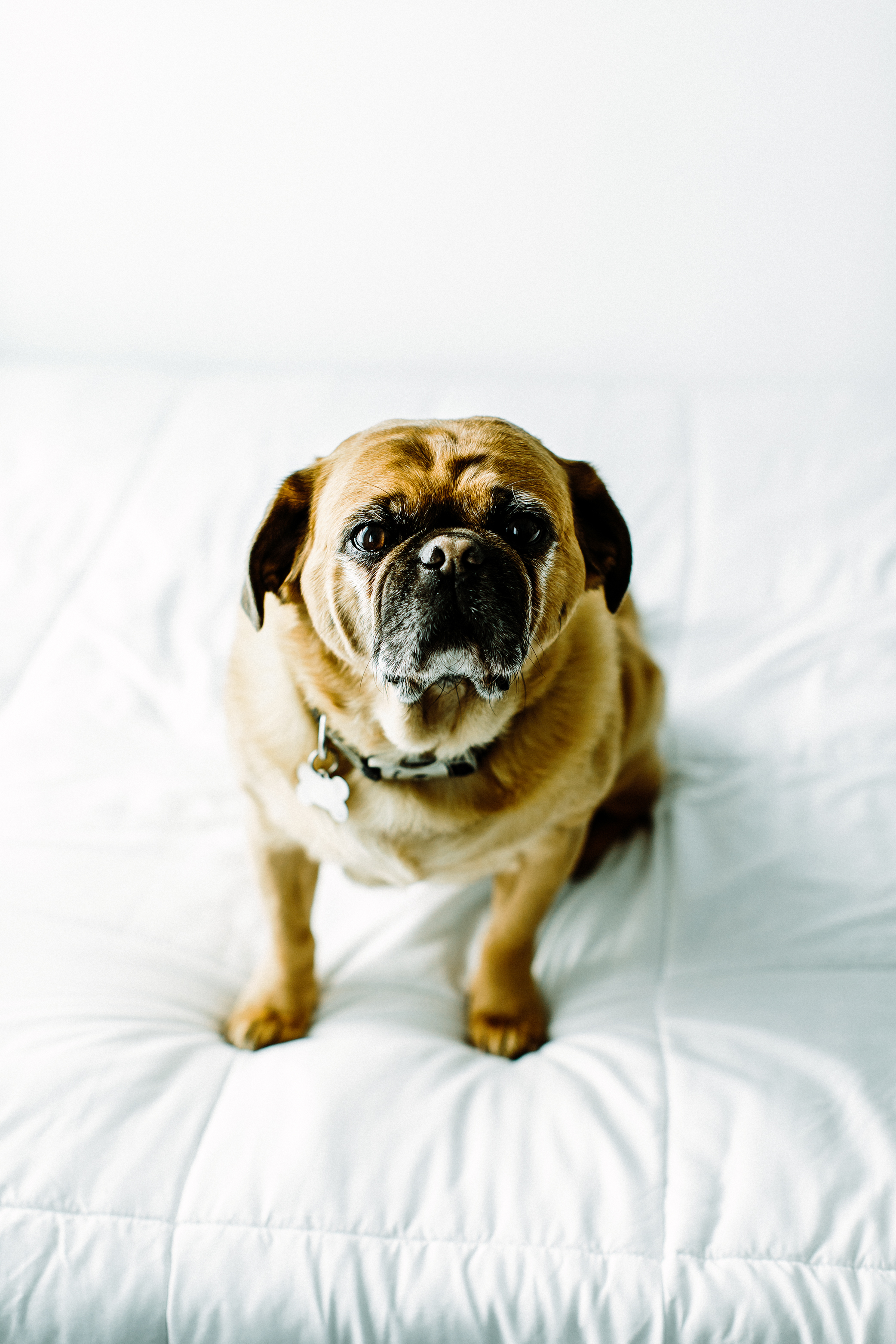 Portland, Oregon Pet Photographer