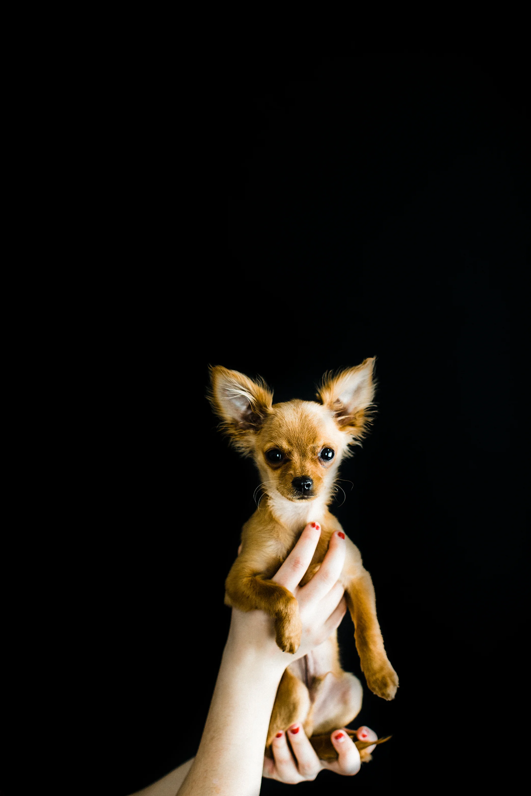 Portland, Oregon Pet Photography