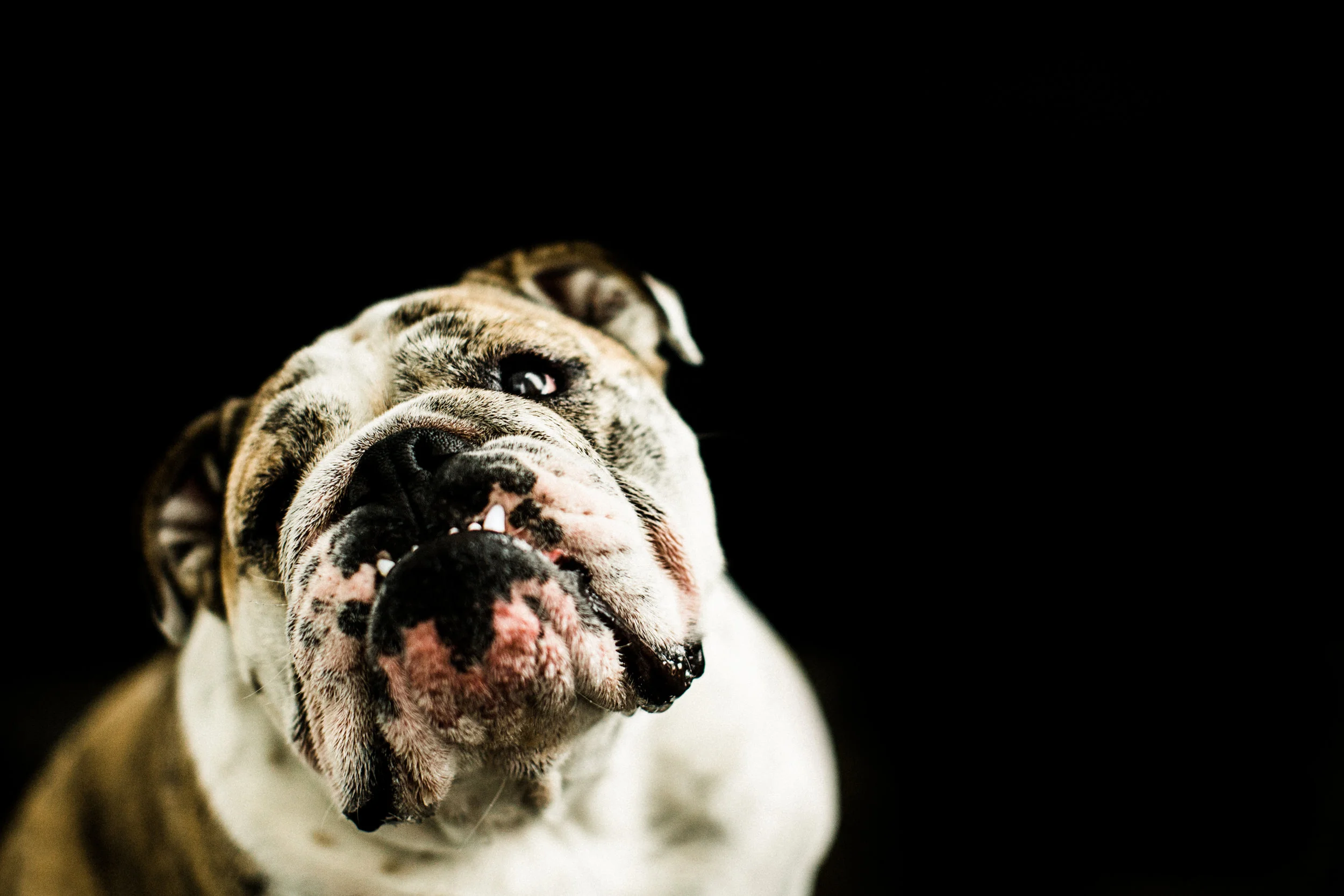 Bruce_PNW_Pet_Photography04.jpg