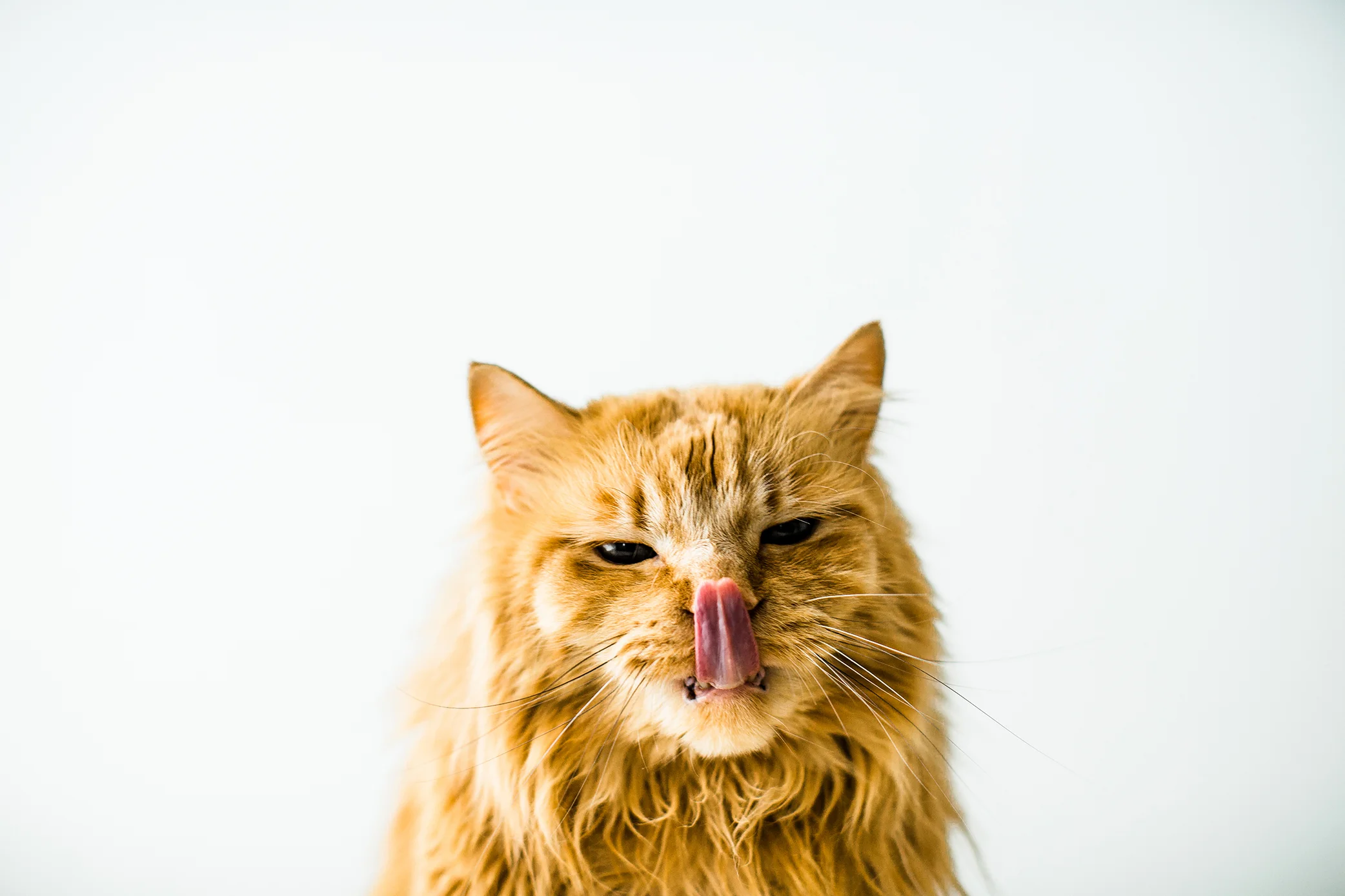 Portland, Oregon Pet Photography