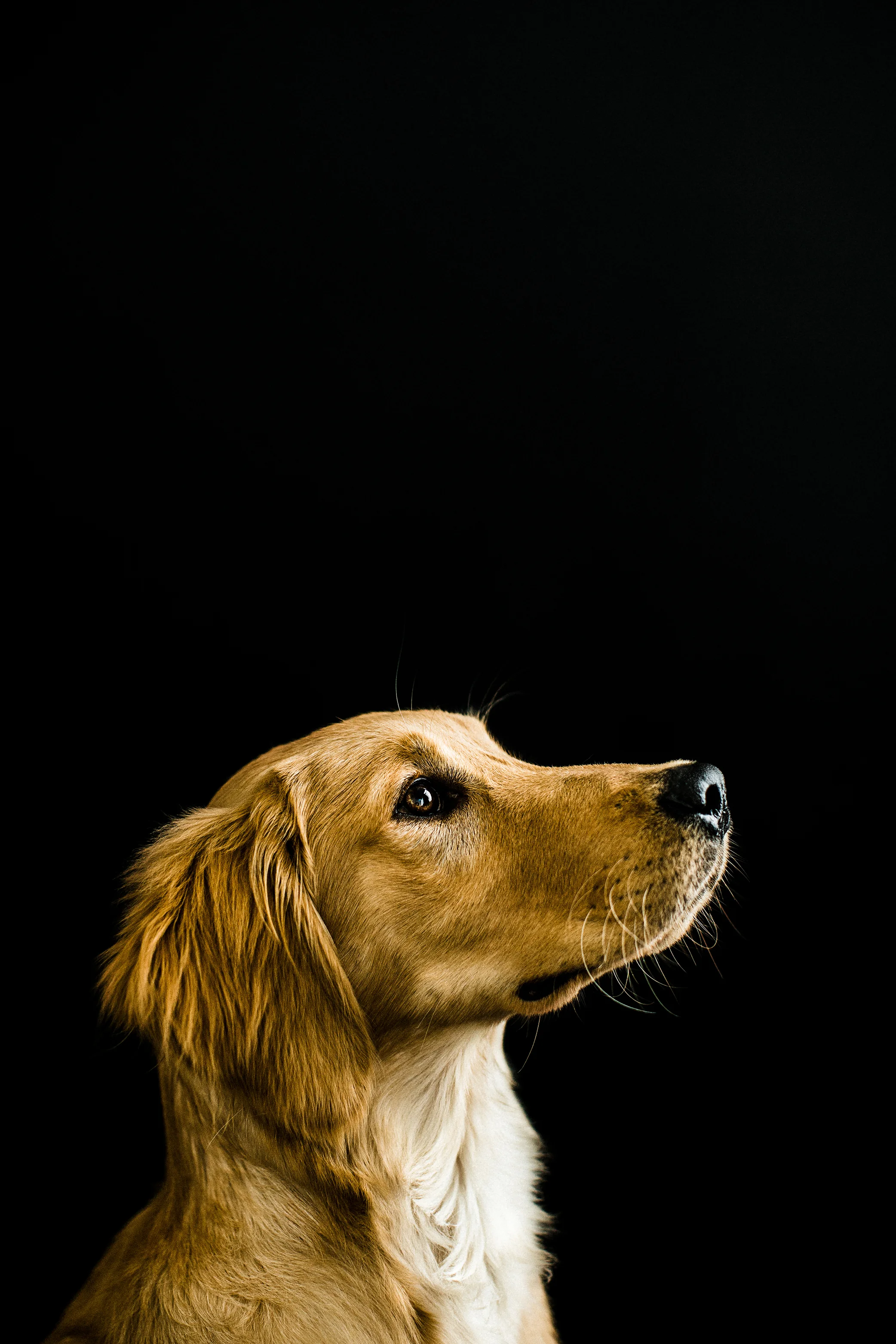 Portland, Oregon Pet Photography
