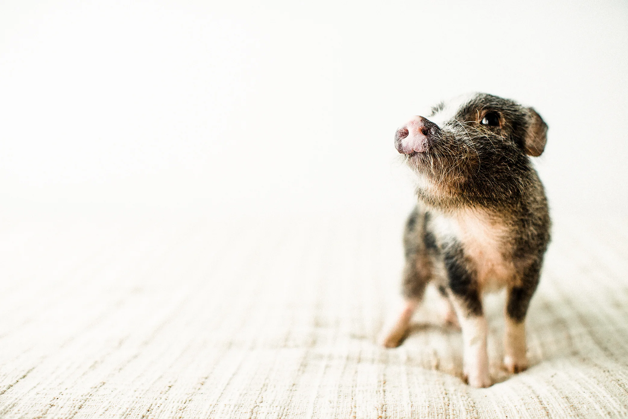 Portland, Oregon Pet Photography