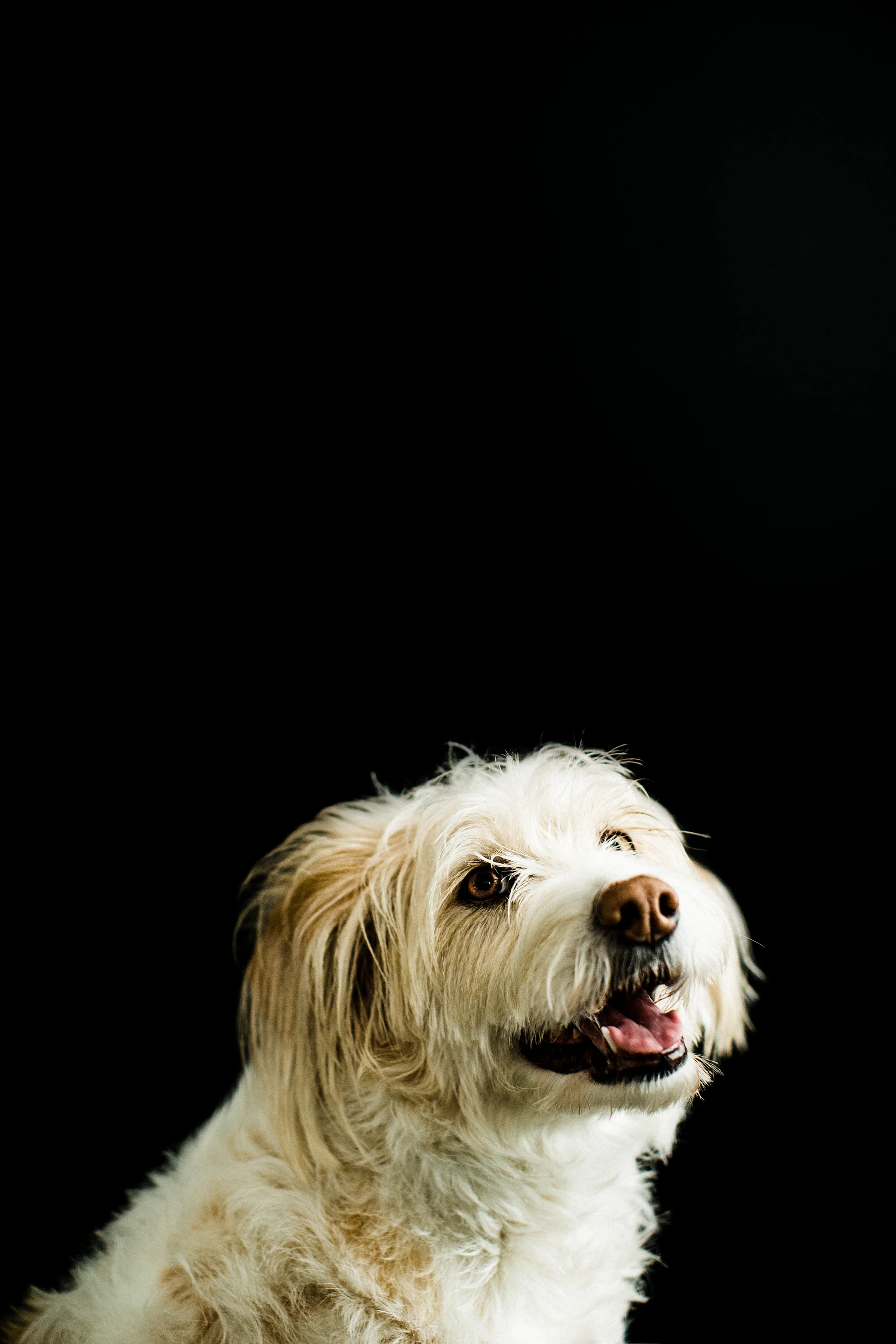 Portland, Oregon Pet Photography