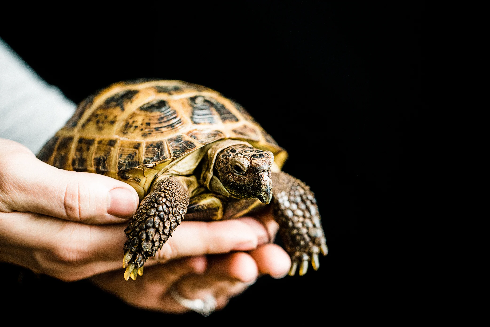 Portland, Oregon Pet Photography