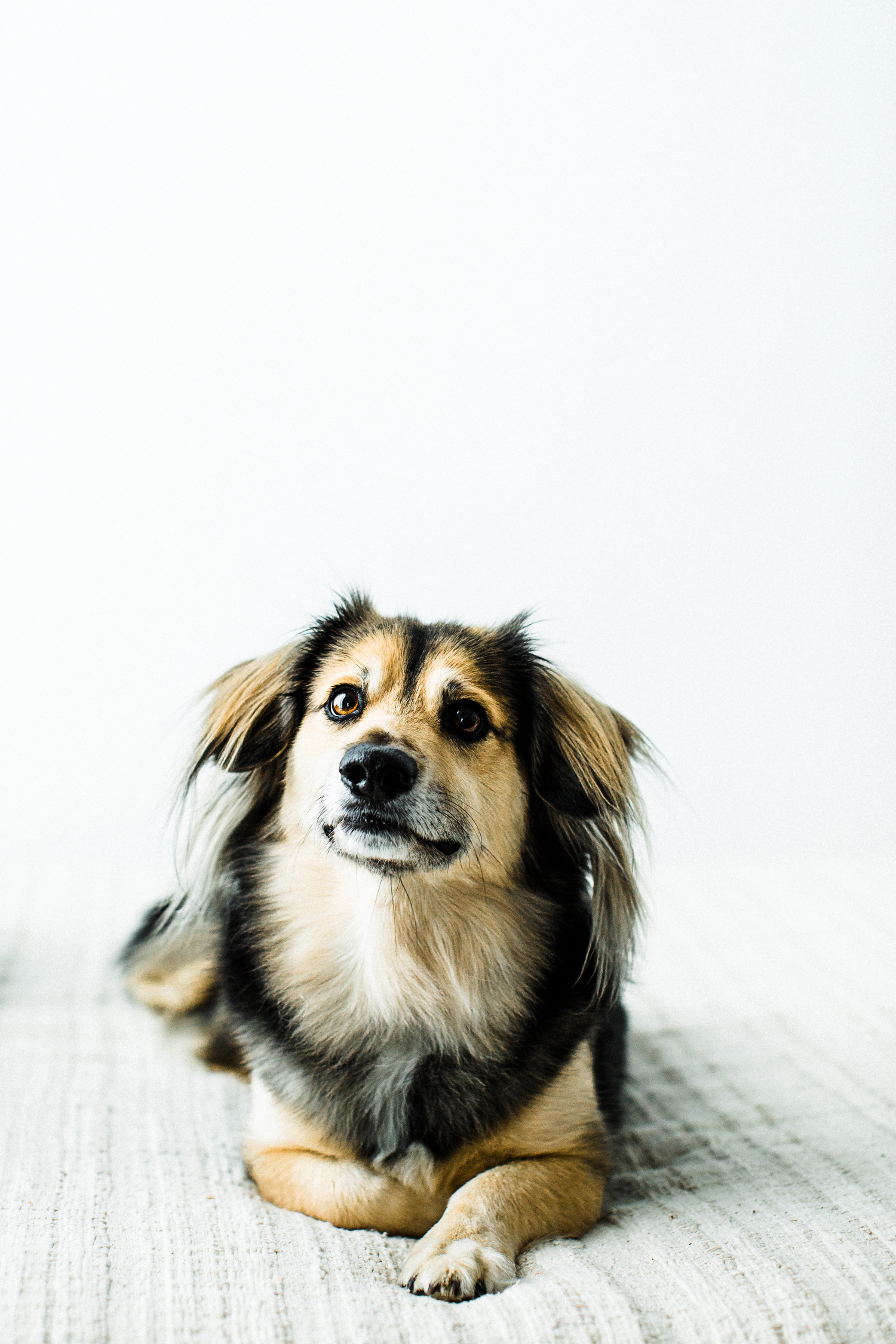 Portland, Oregon Pet Photography