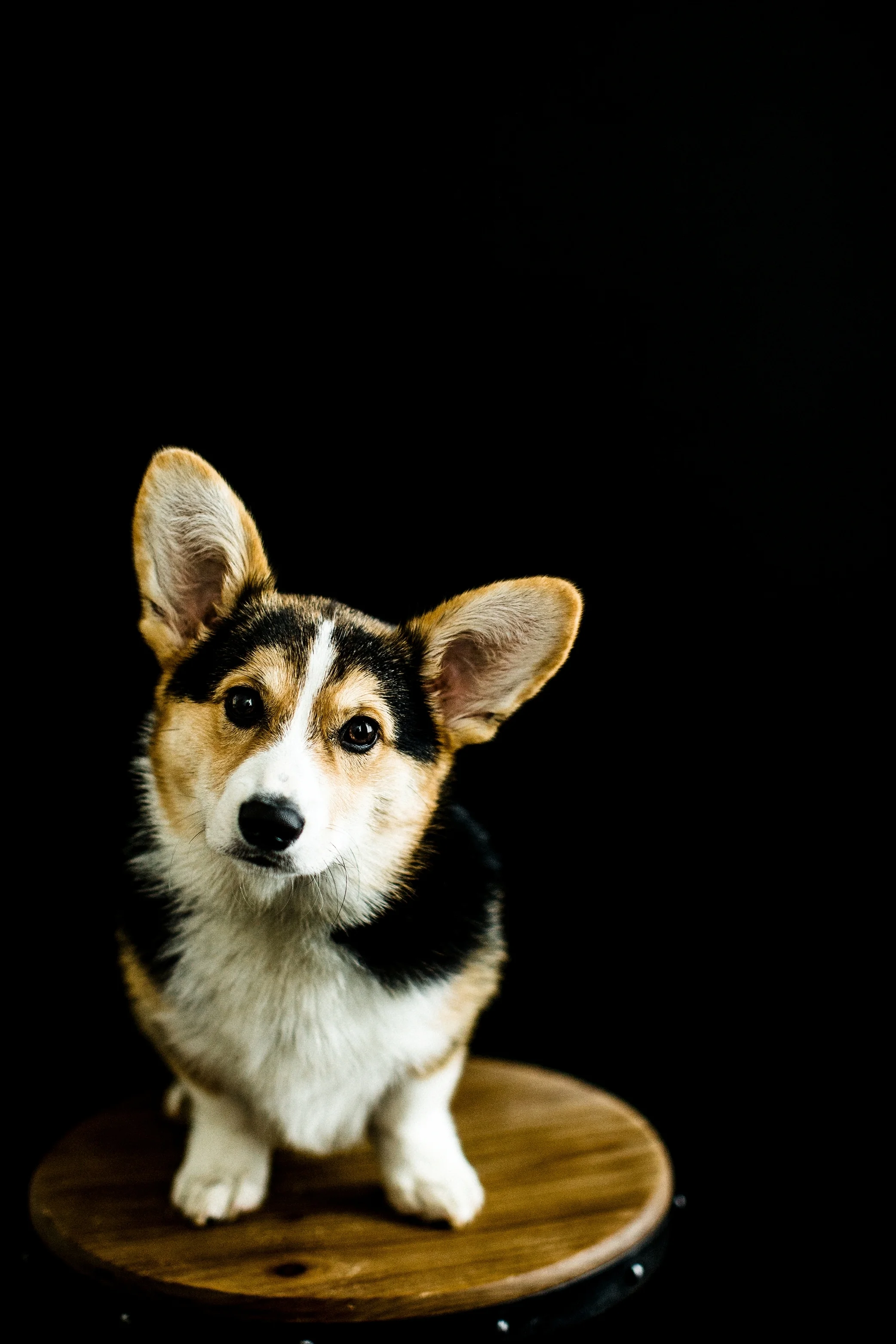 Portland, Oregon Pet Photography