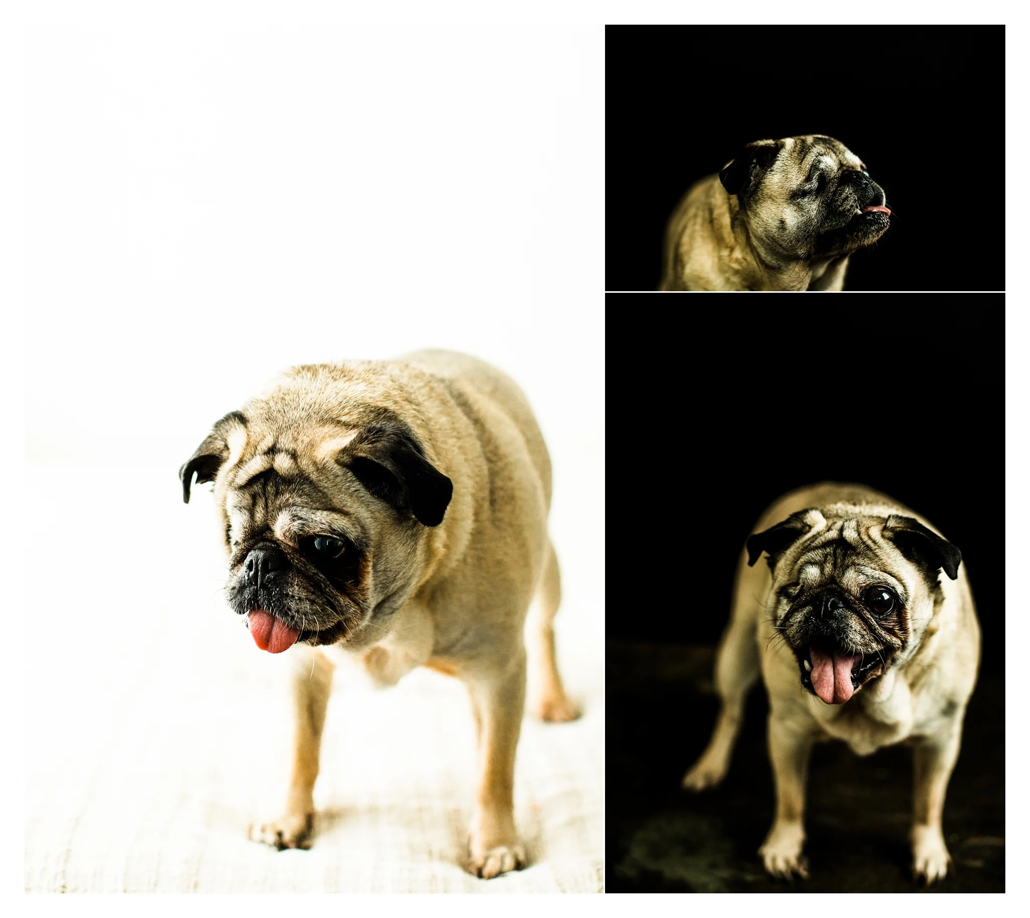 Pet Photography in Portland, Oregon Sommessa_2675.jpg