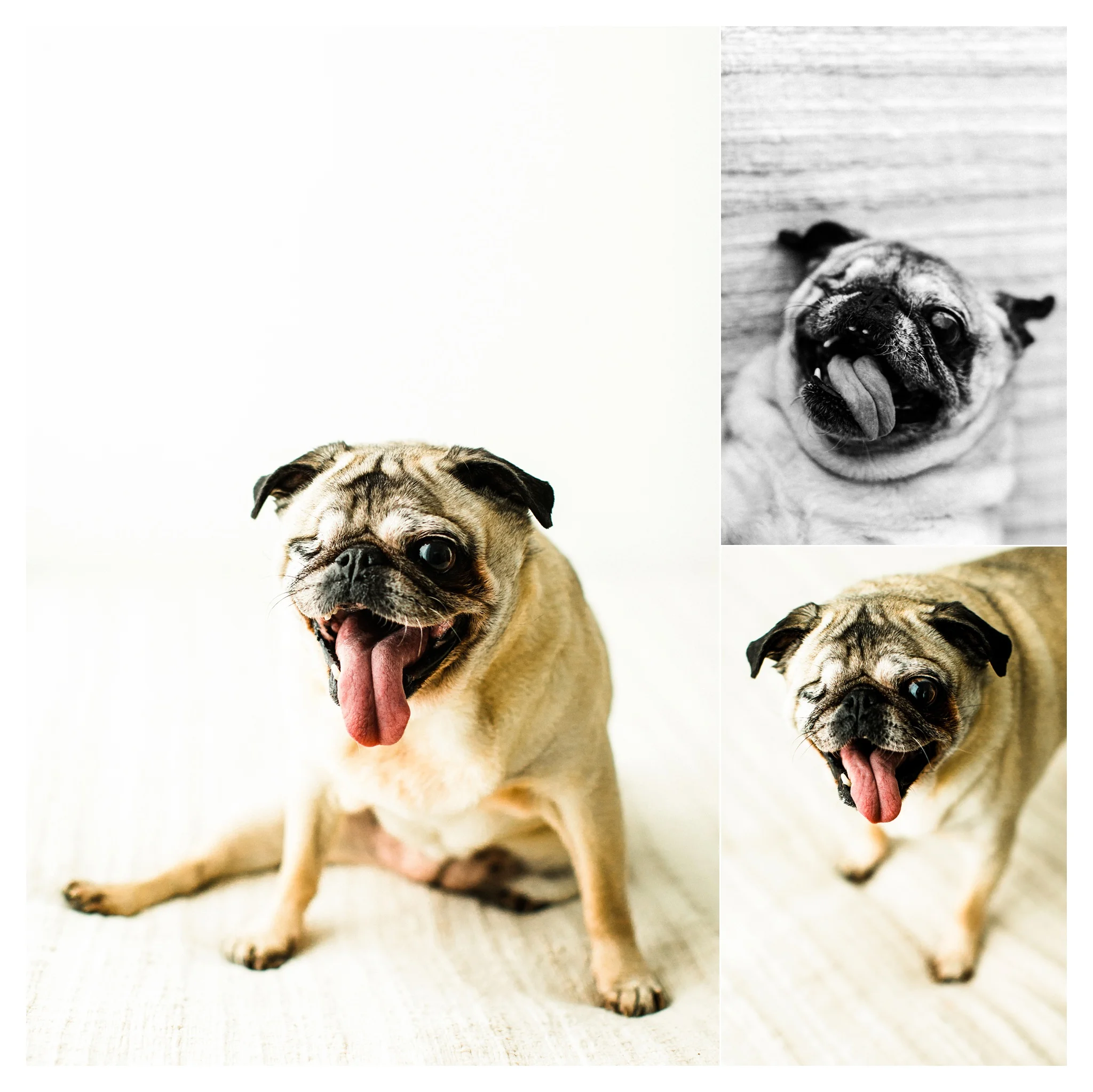 Pet Photography in Portland, Oregon Sommessa_2674.jpg