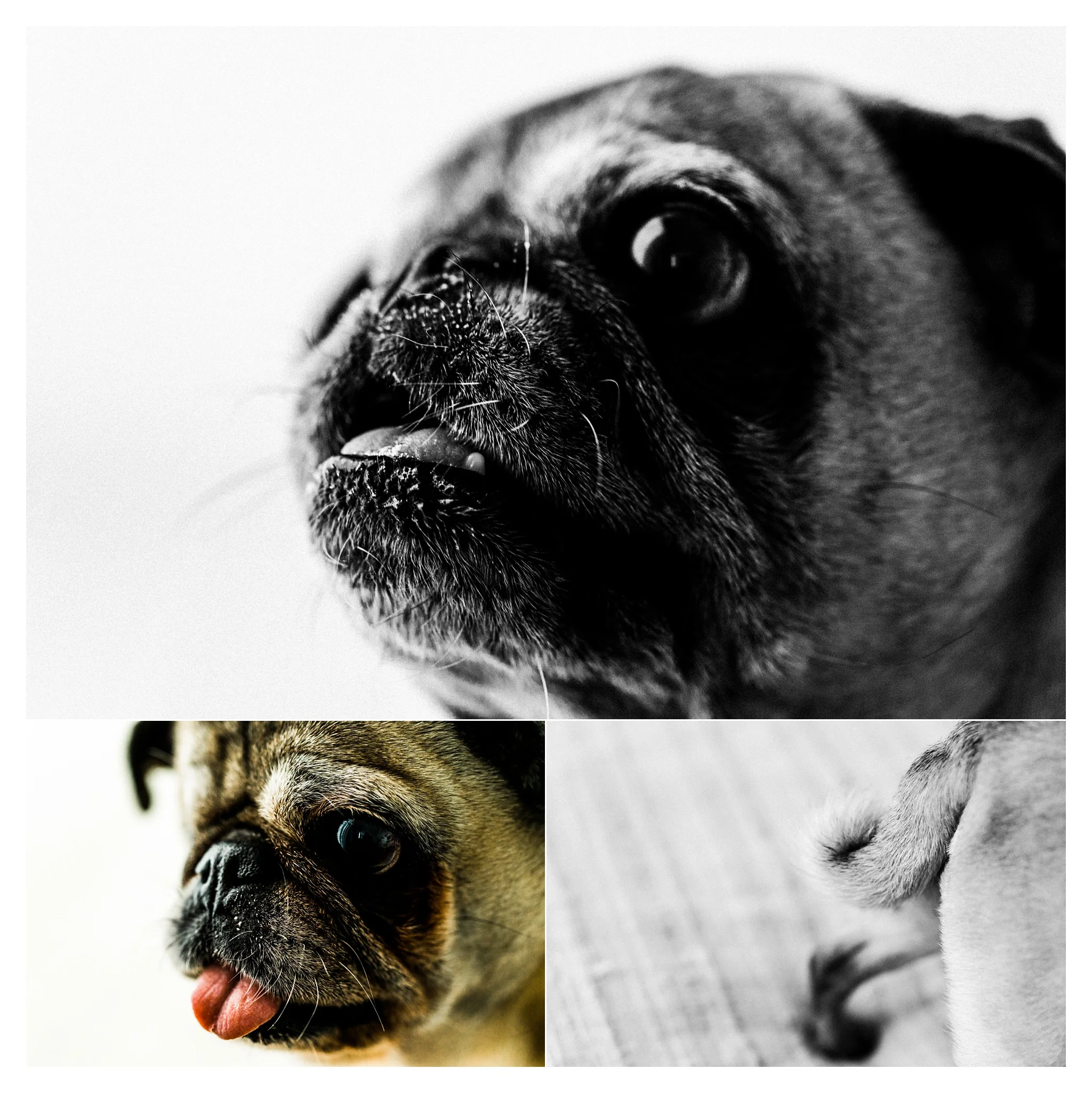 Pet Photography in Portland, Oregon Sommessa_2676.jpg
