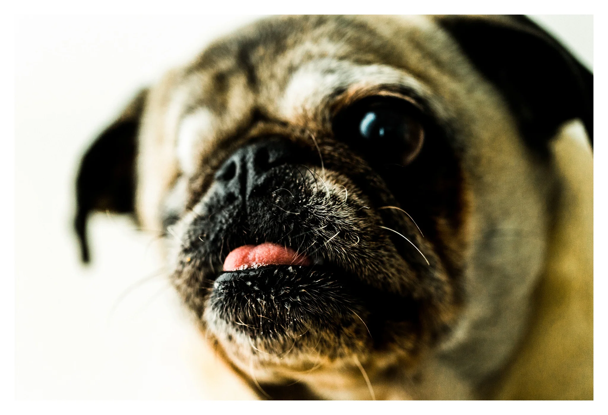 Pet Photography in Portland, Oregon Sommessa_2677.jpg