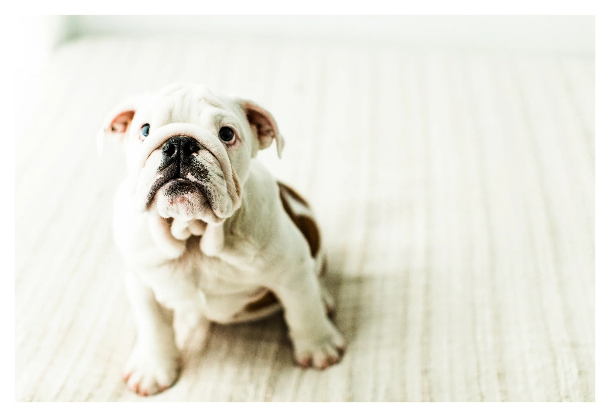 Pet Photography in Portland, Oregon Sommessa_2679.jpg