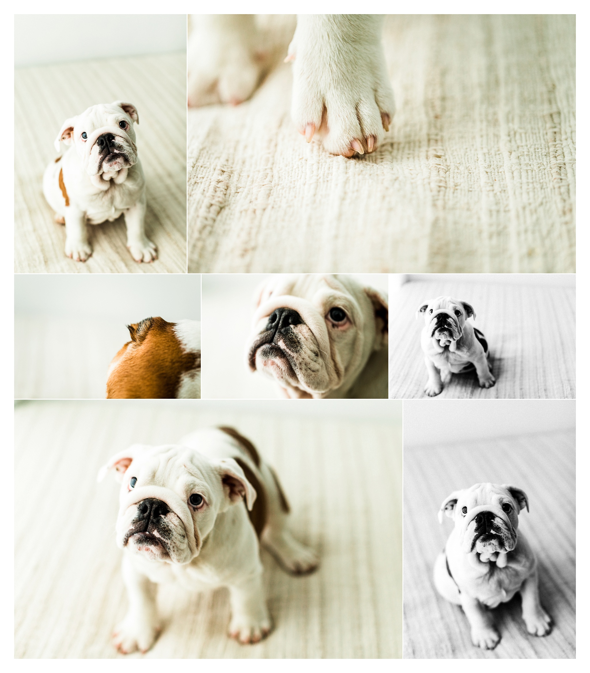 Pet Photography in Portland, Oregon Sommessa_2678.jpg