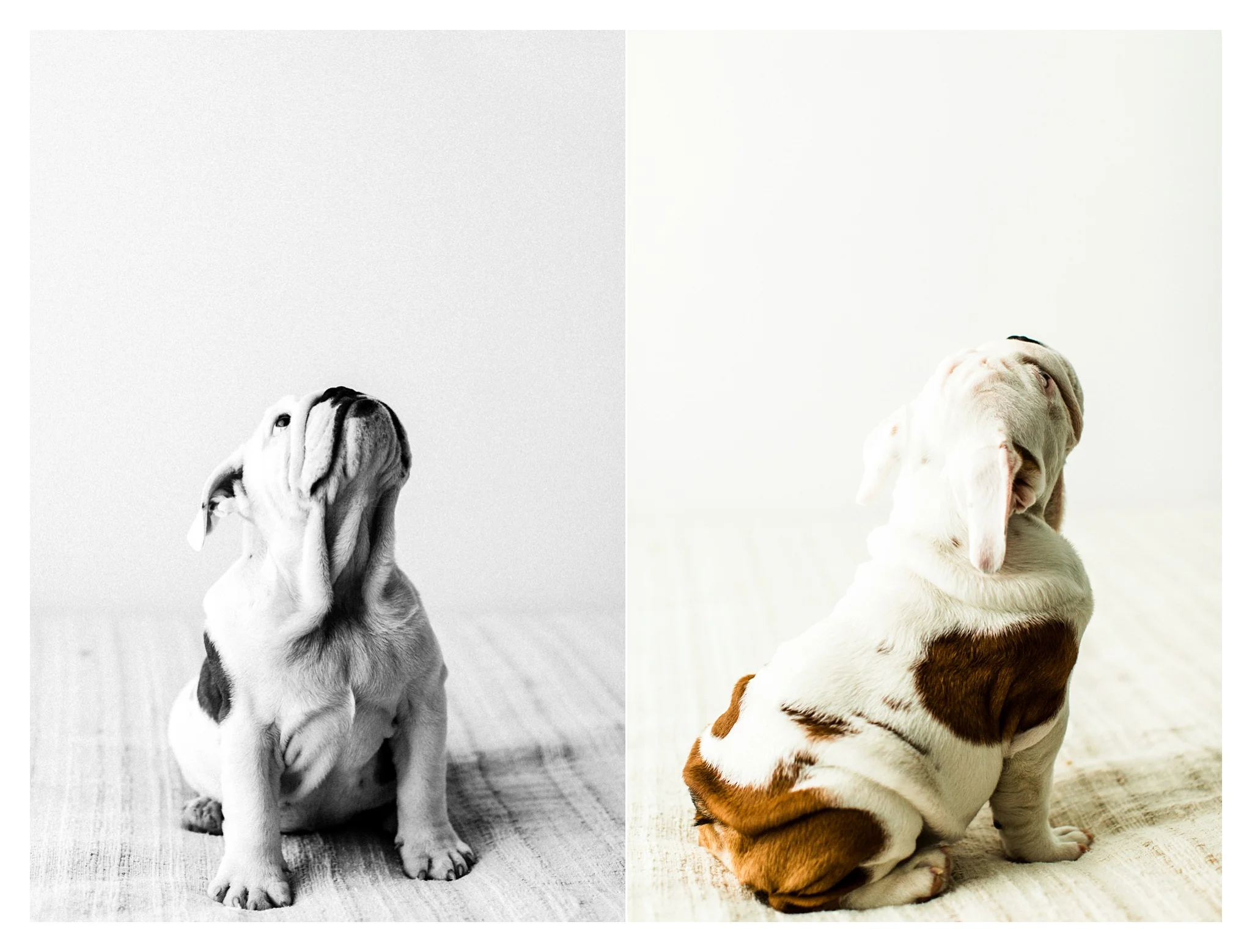 Pet Photography in Portland, Oregon Sommessa_2680.jpg