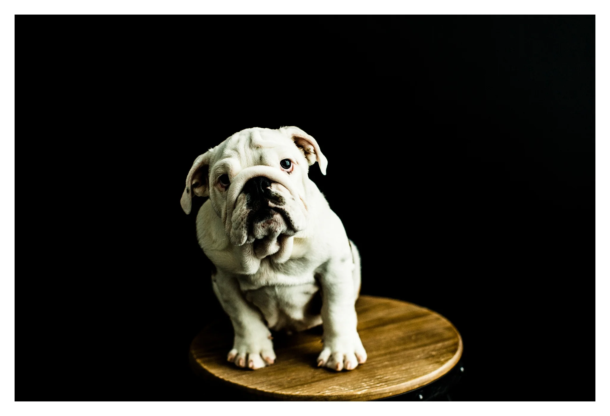 Pet Photography in Portland, Oregon Sommessa_2681.jpg
