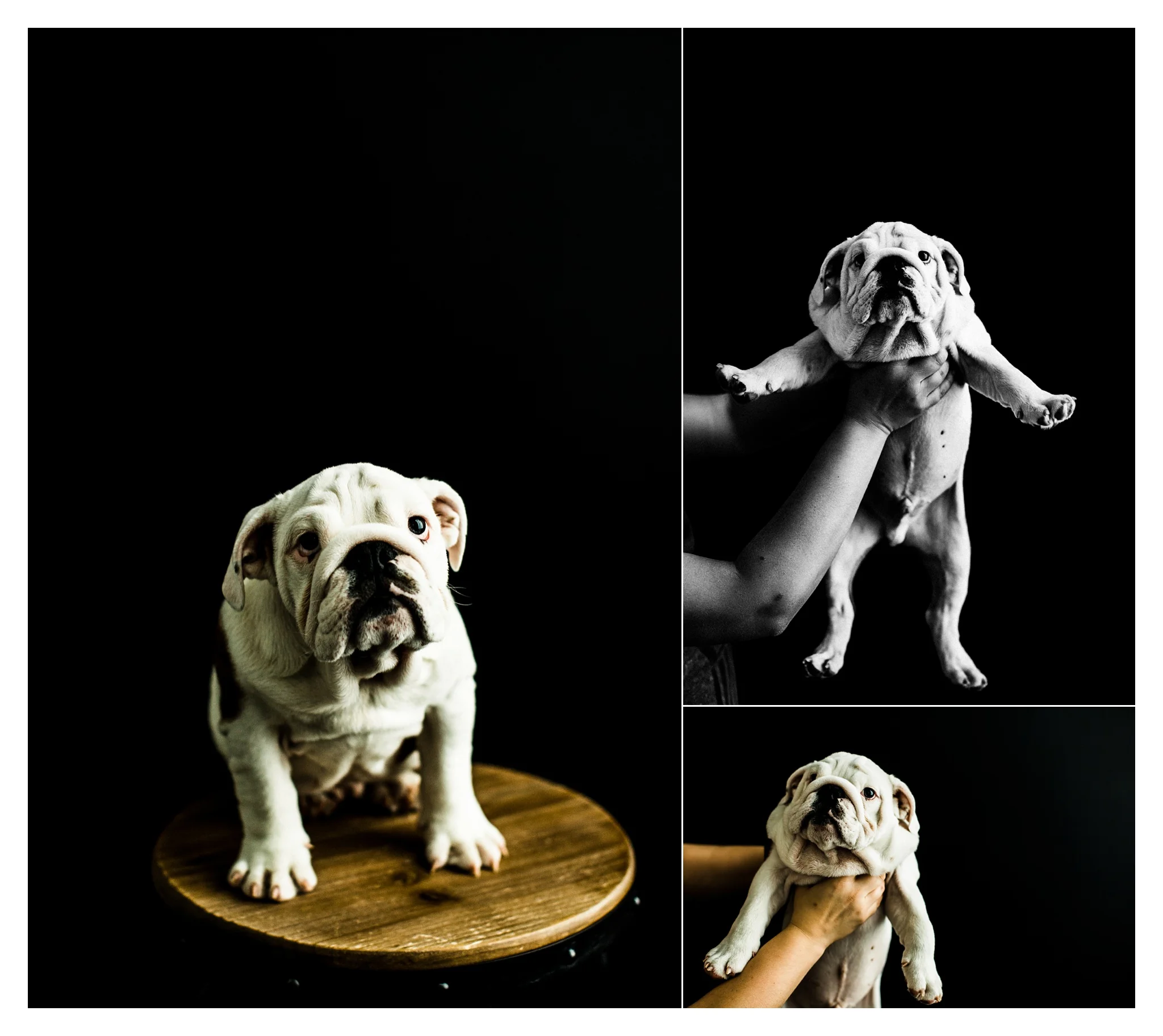 Pet Photography in Portland, Oregon Sommessa_2682.jpg