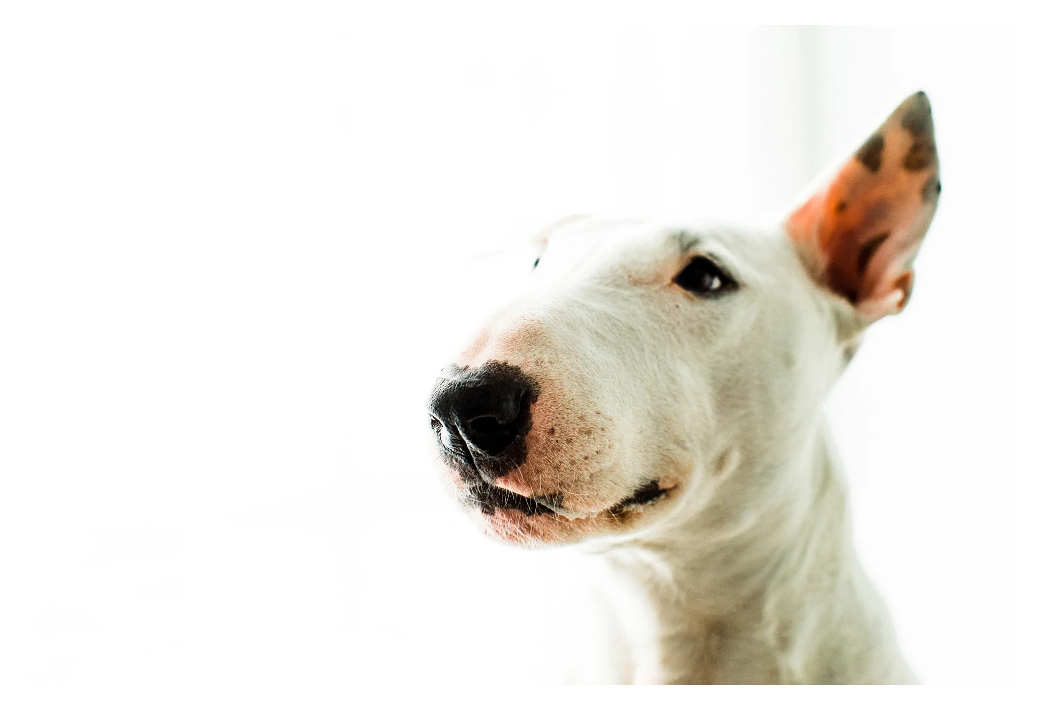 Pet Photography in Portland, Oregon Sommessa_2683.jpg