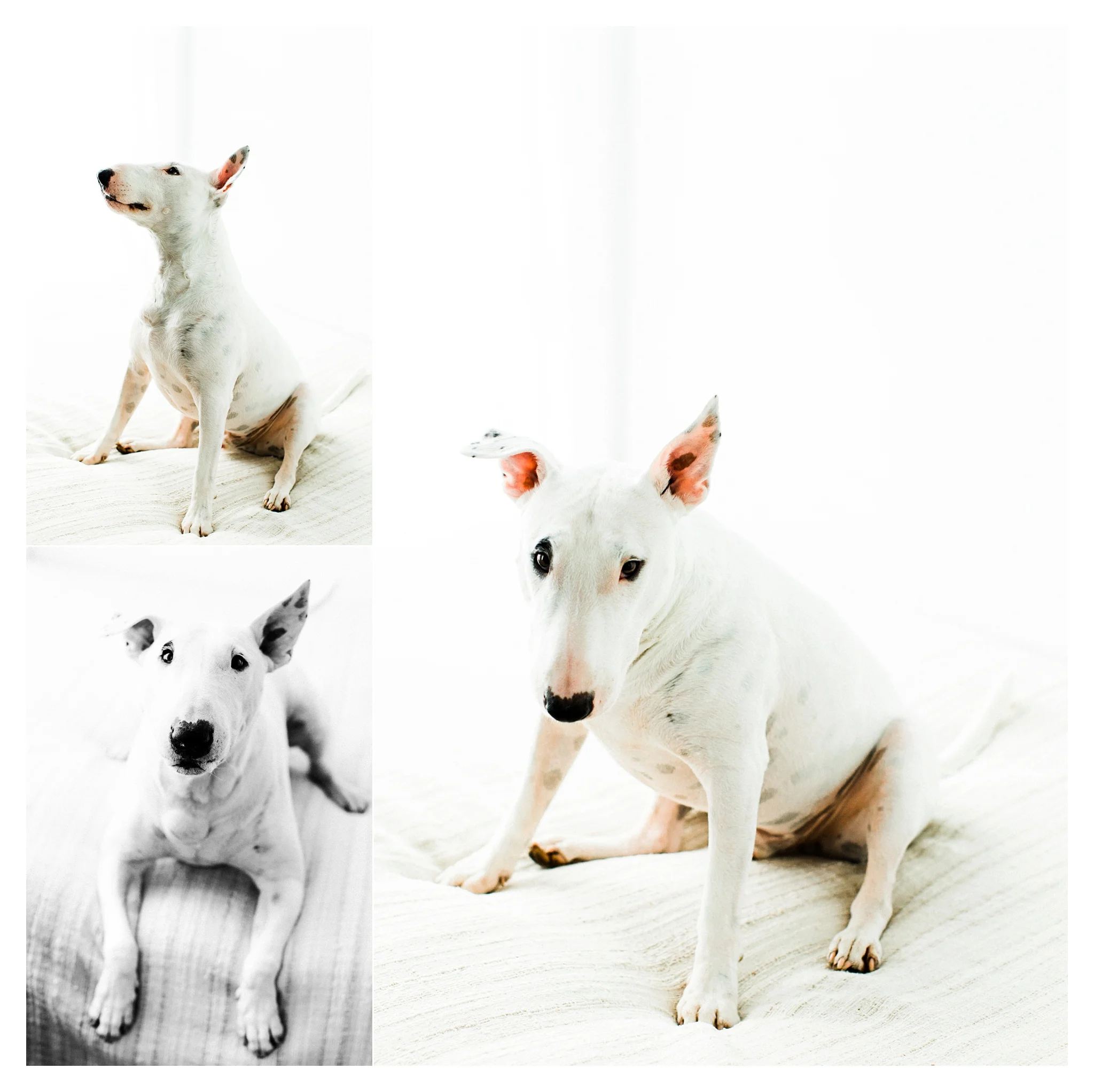 Pet Photography in Portland, Oregon Sommessa_2685.jpg