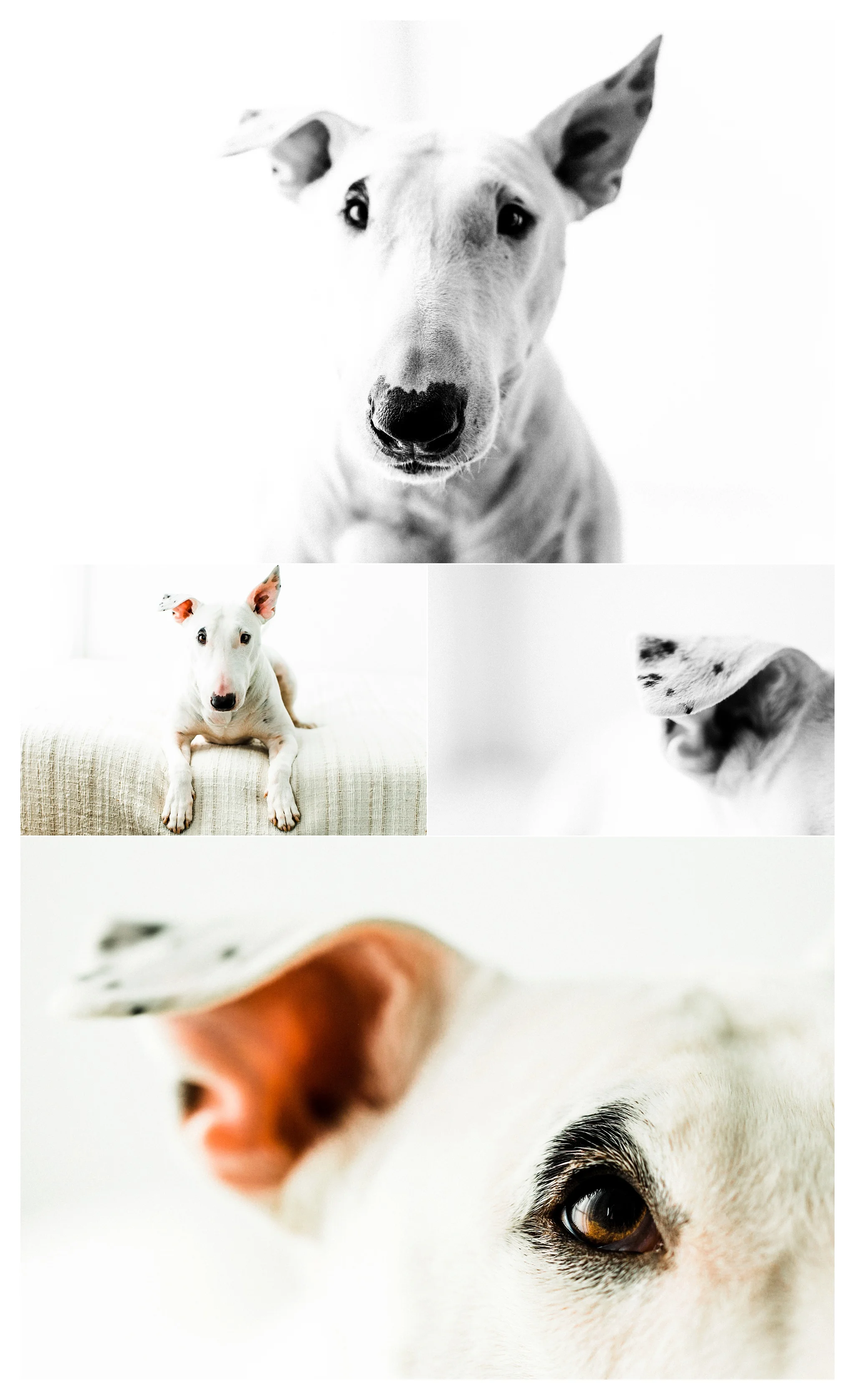 Pet Photography in Portland, Oregon Sommessa_2684.jpg