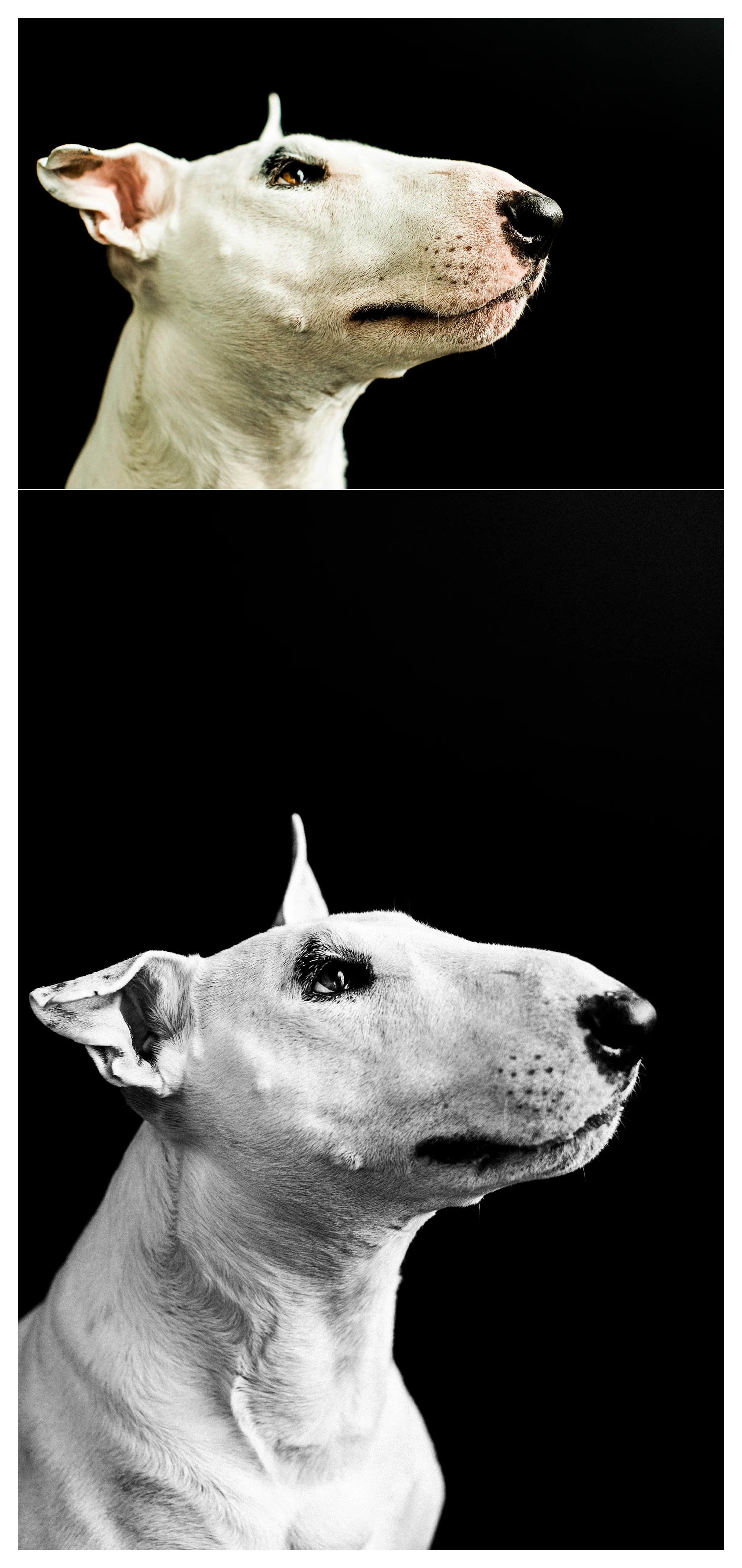 Pet Photography in Portland, Oregon Sommessa_2686.jpg