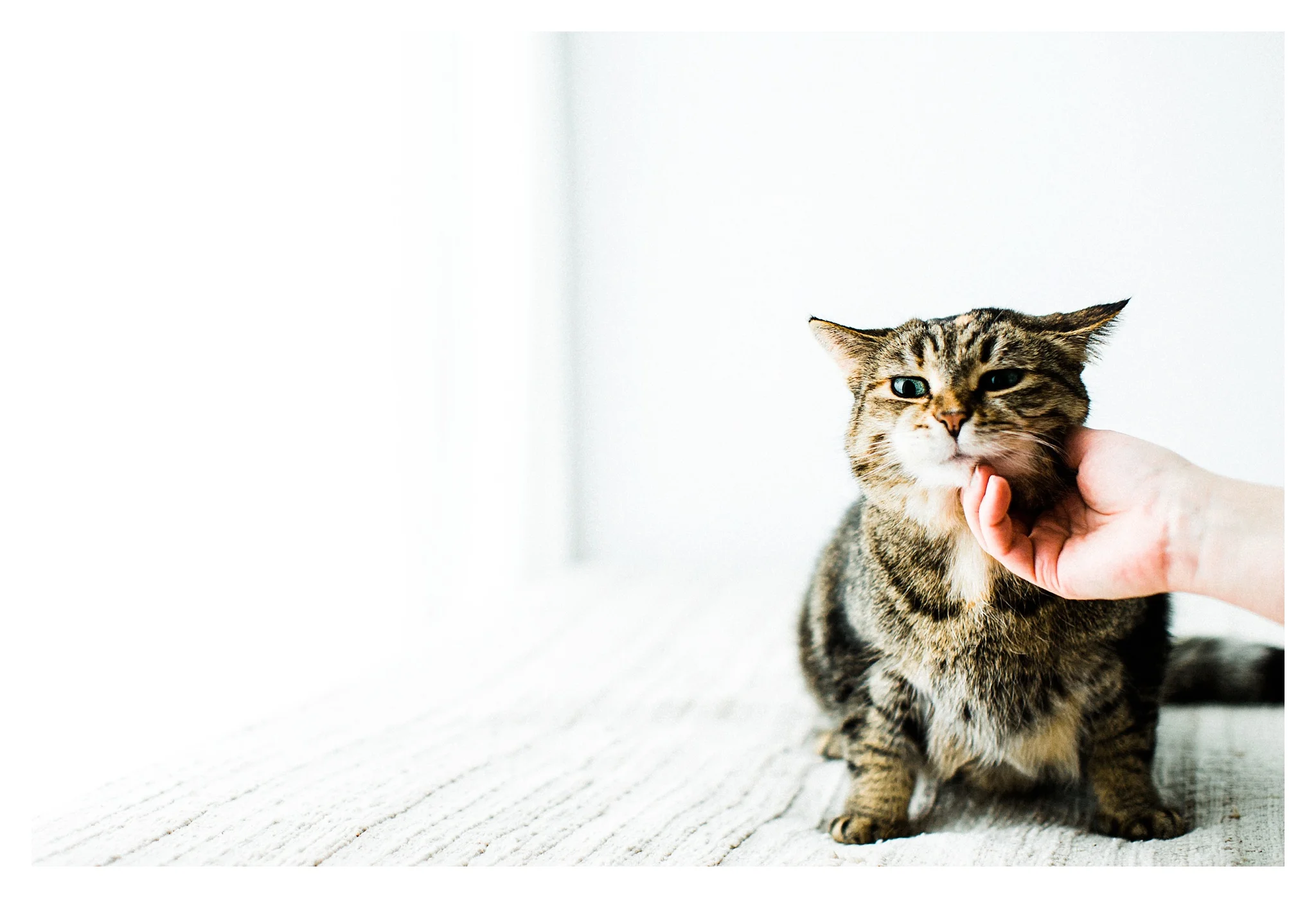Pet Photography in Portland, Oregon Sommessa_2691.jpg