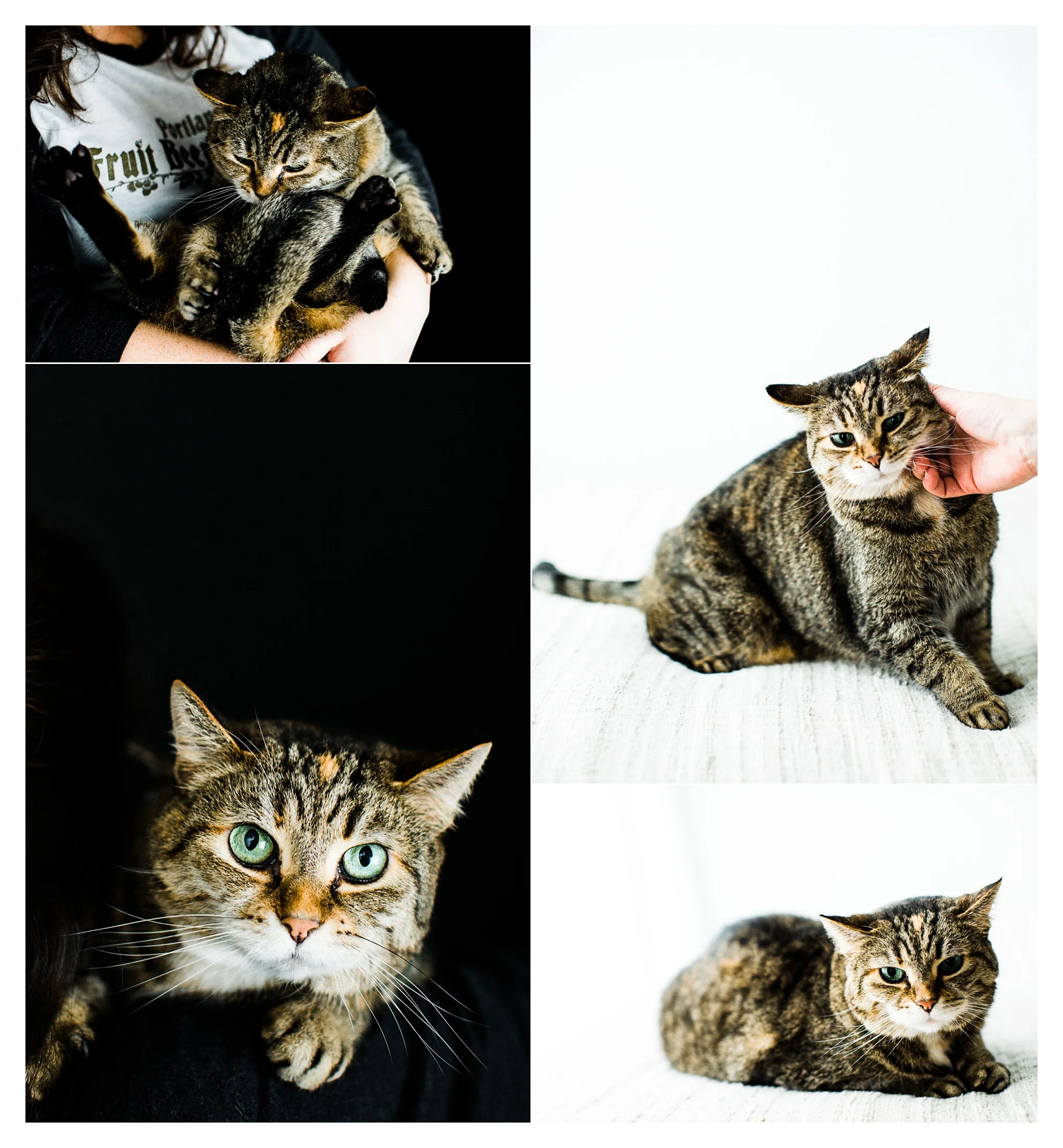 Pet Photography in Portland, Oregon Sommessa_2690.jpg