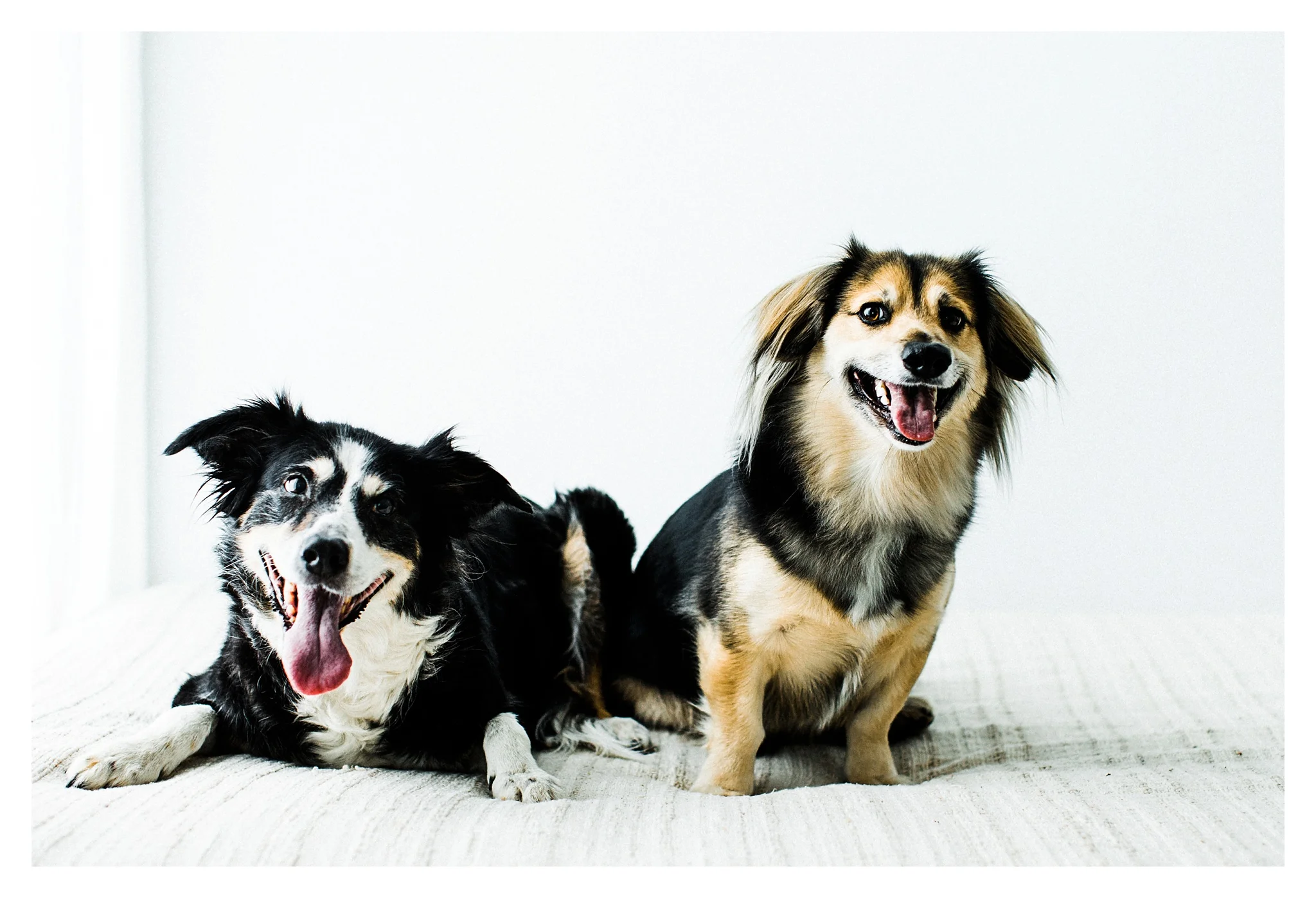 Pet Photography in Portland, Oregon Sommessa_2689.jpg