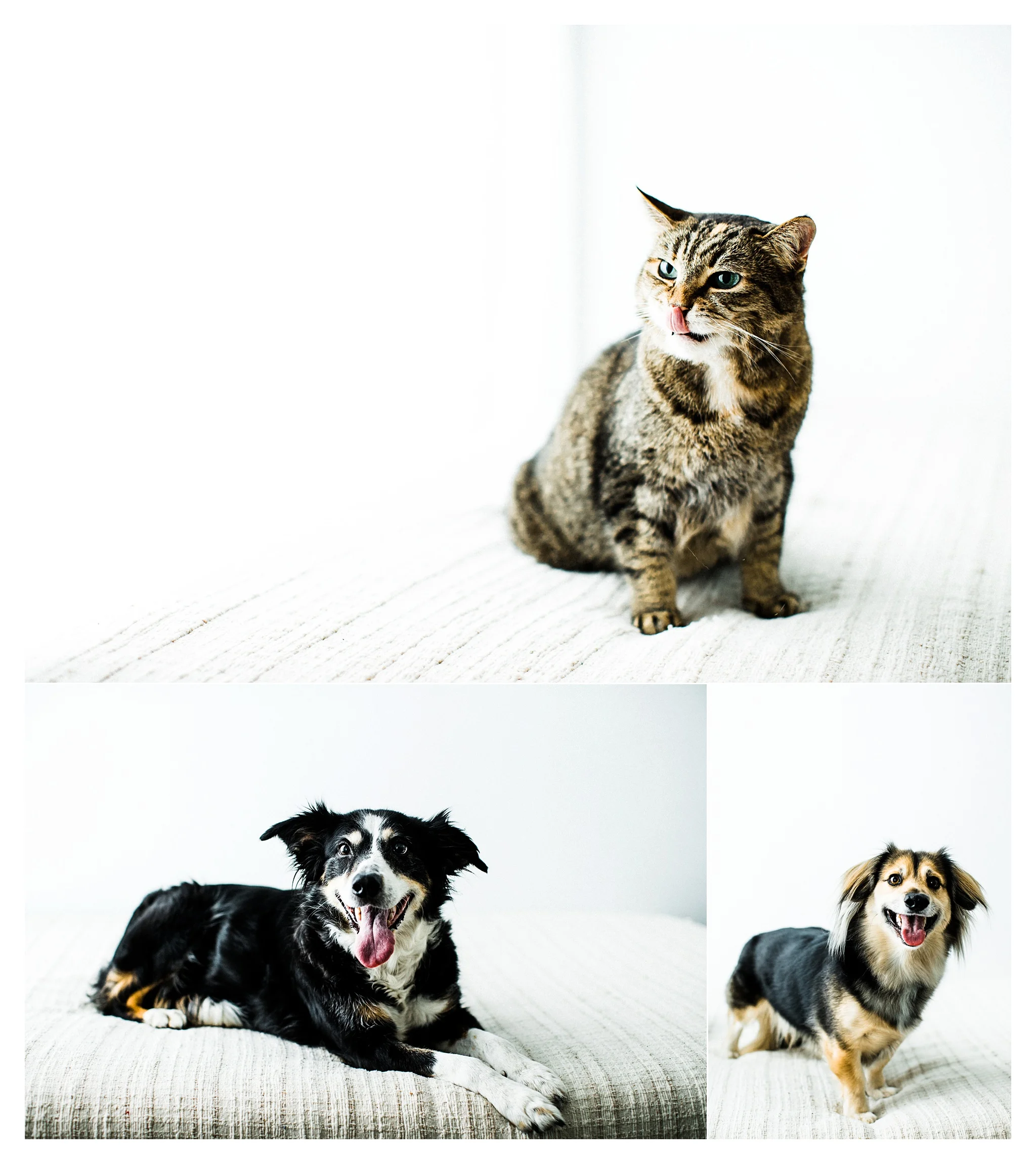 Pet Photography in Portland, Oregon Sommessa_2688.jpg