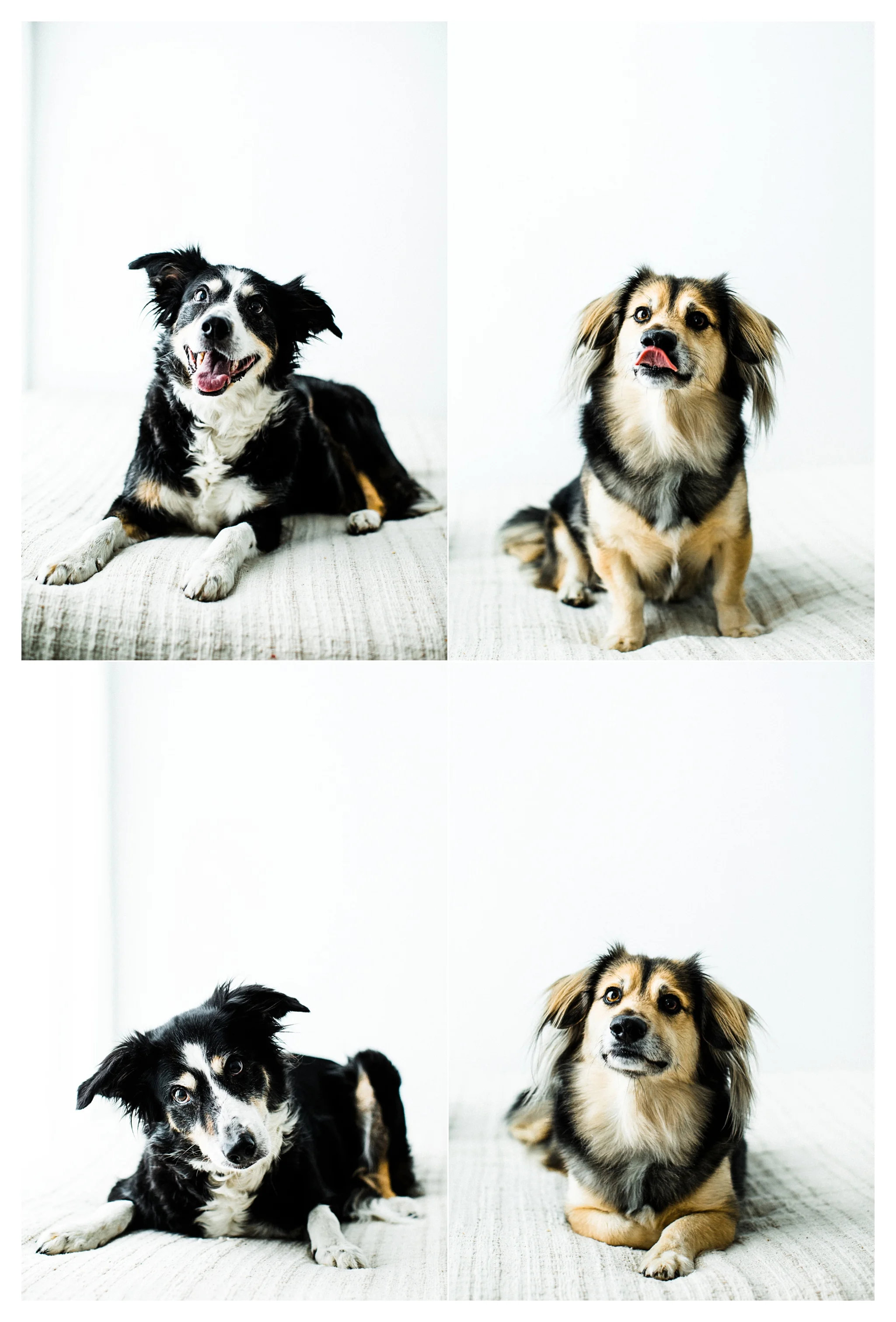 Pet Photography in Portland, Oregon Sommessa_2687.jpg