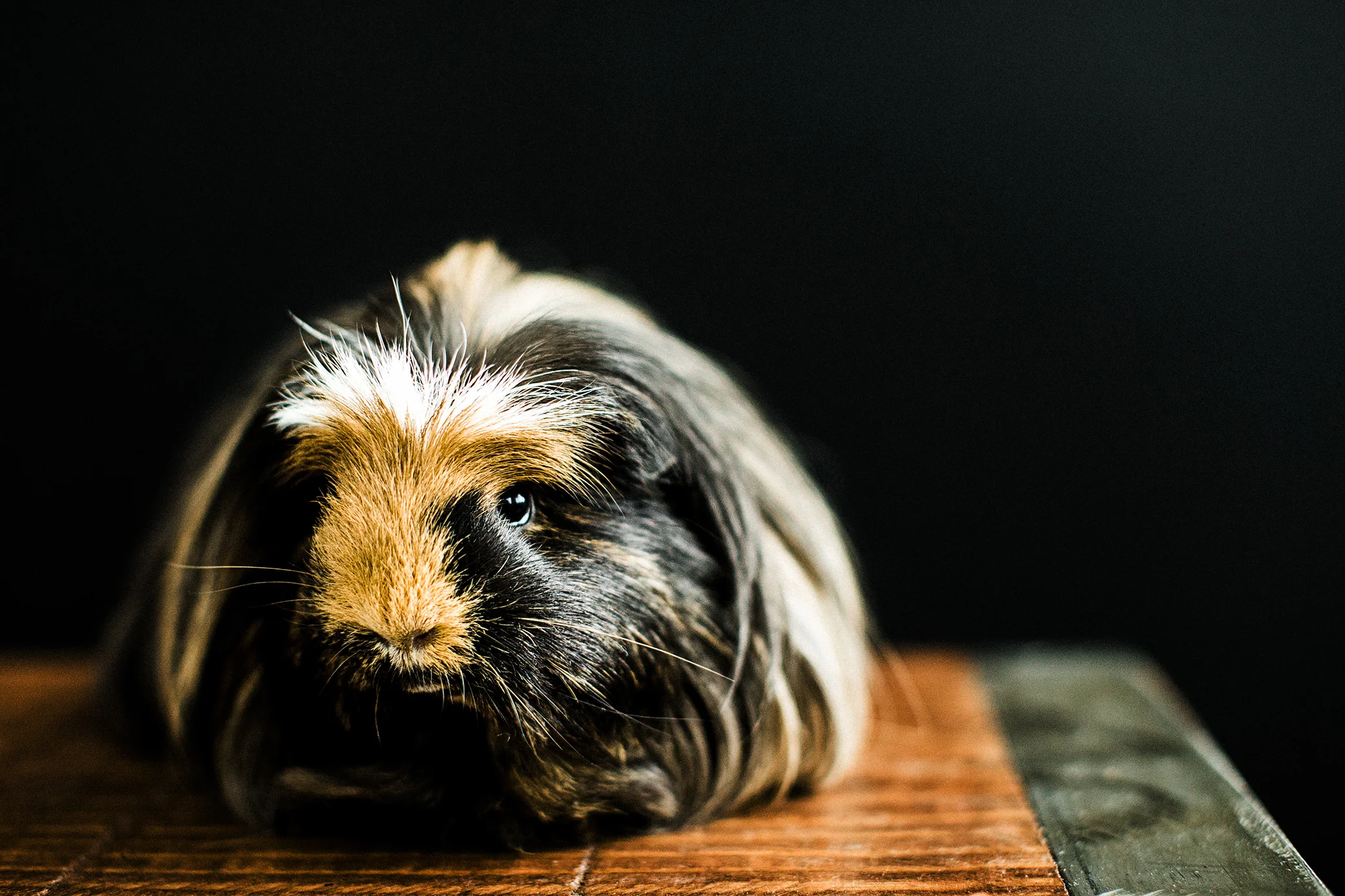 pet photography, portland oregon