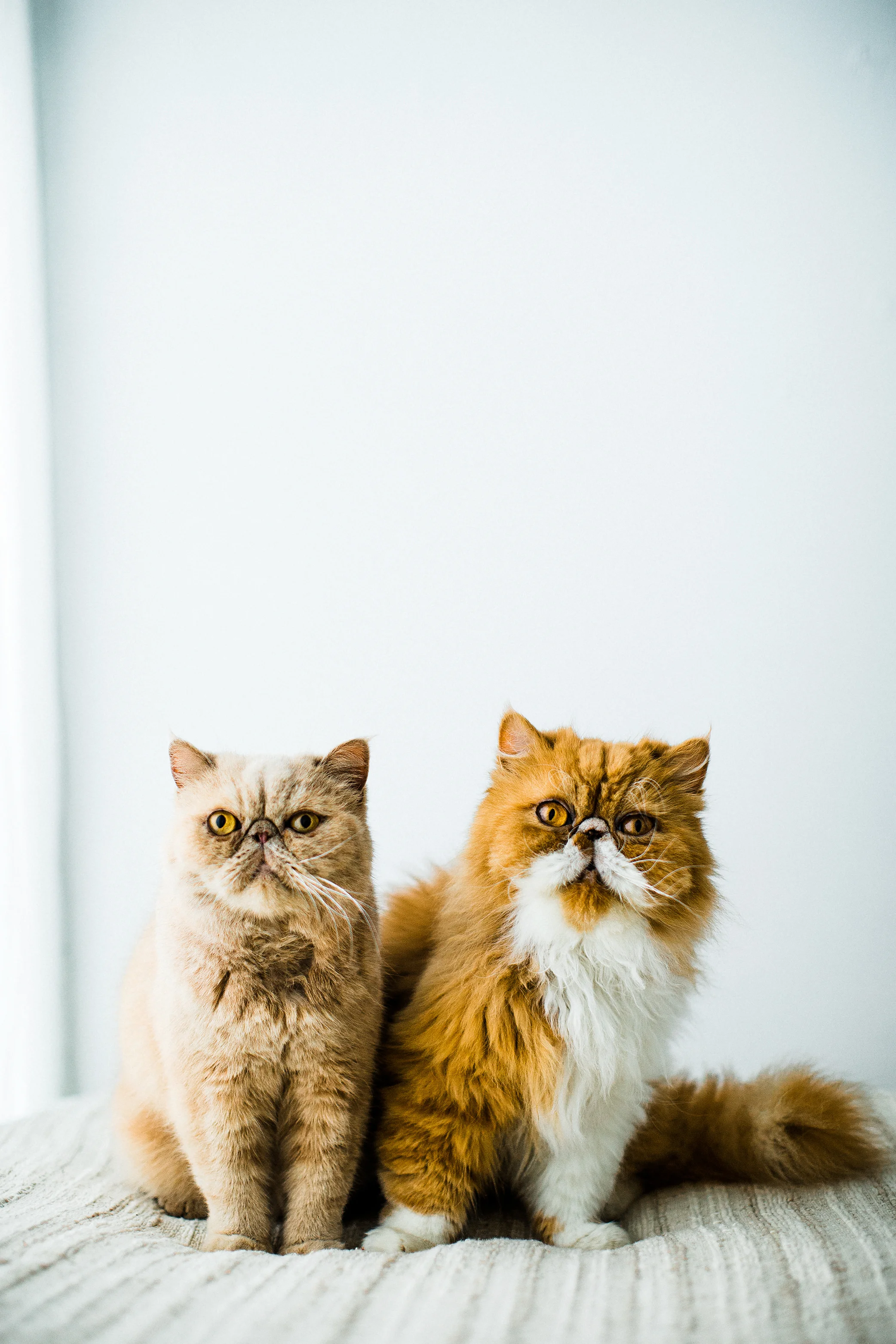 cat photography portland oregon