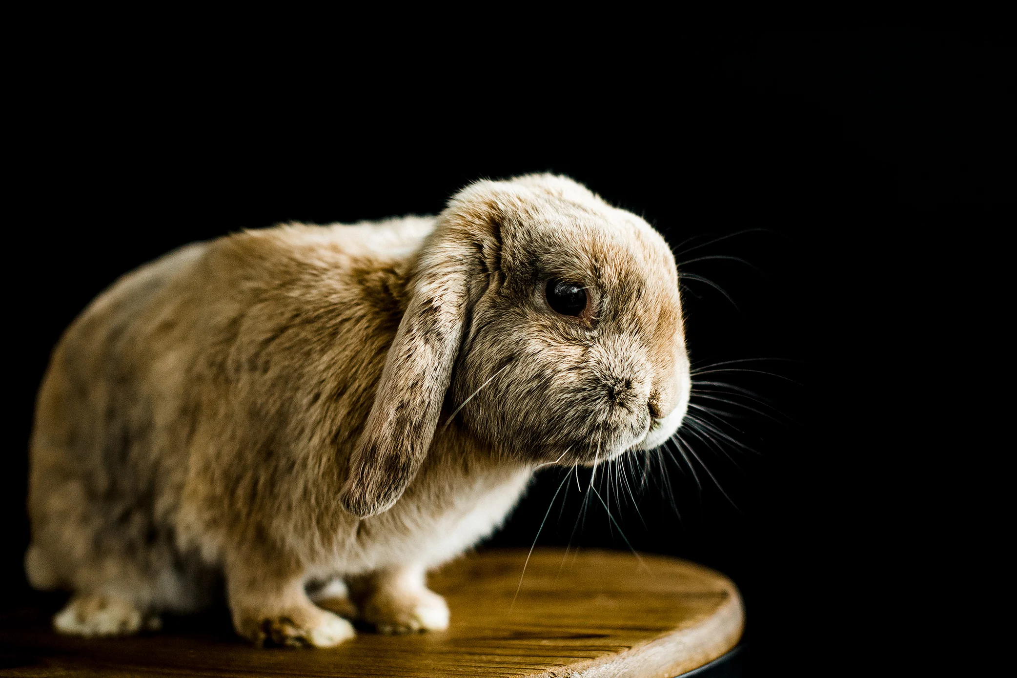 portland pet photographer