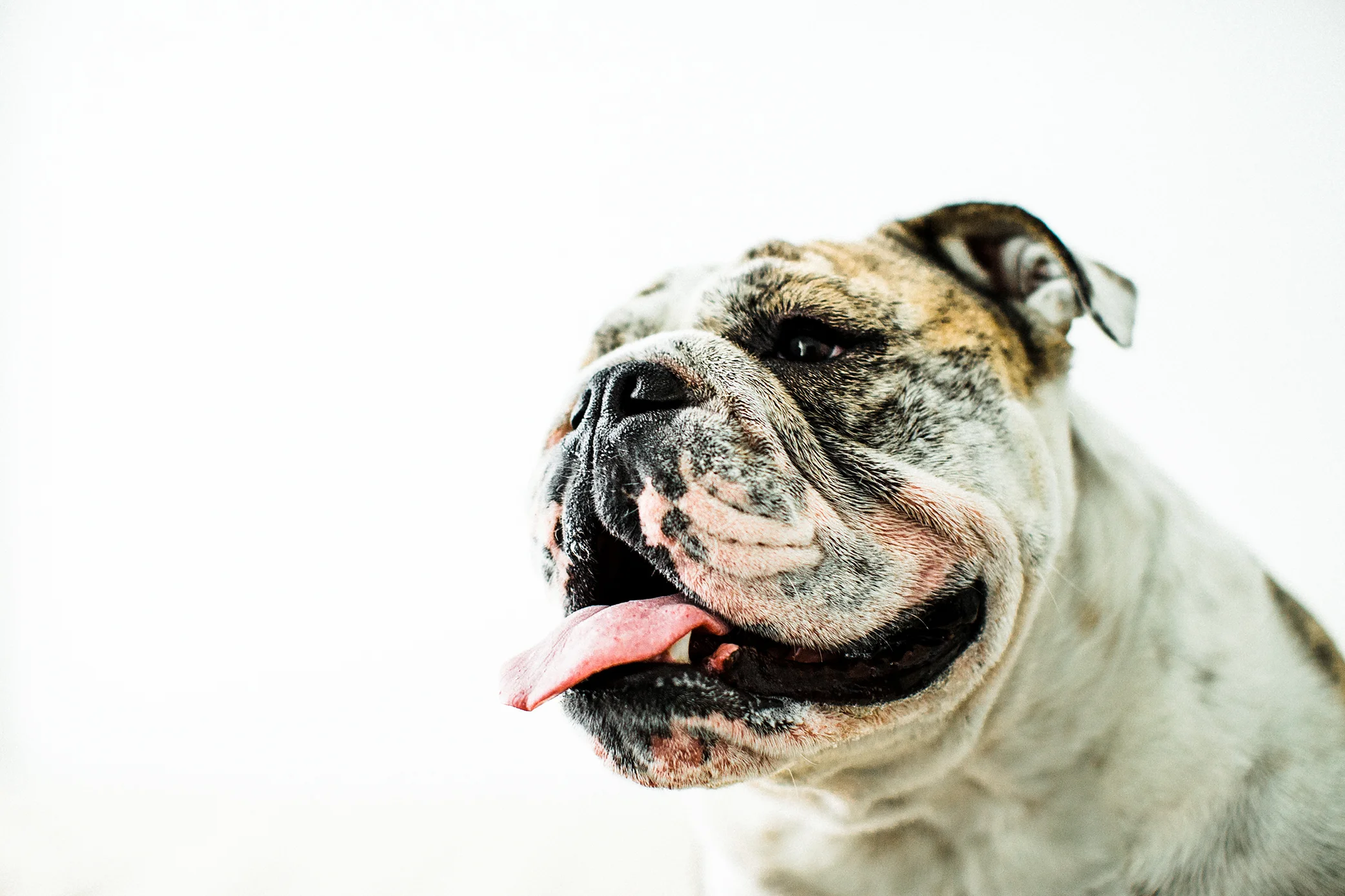dog photography, portland oregon