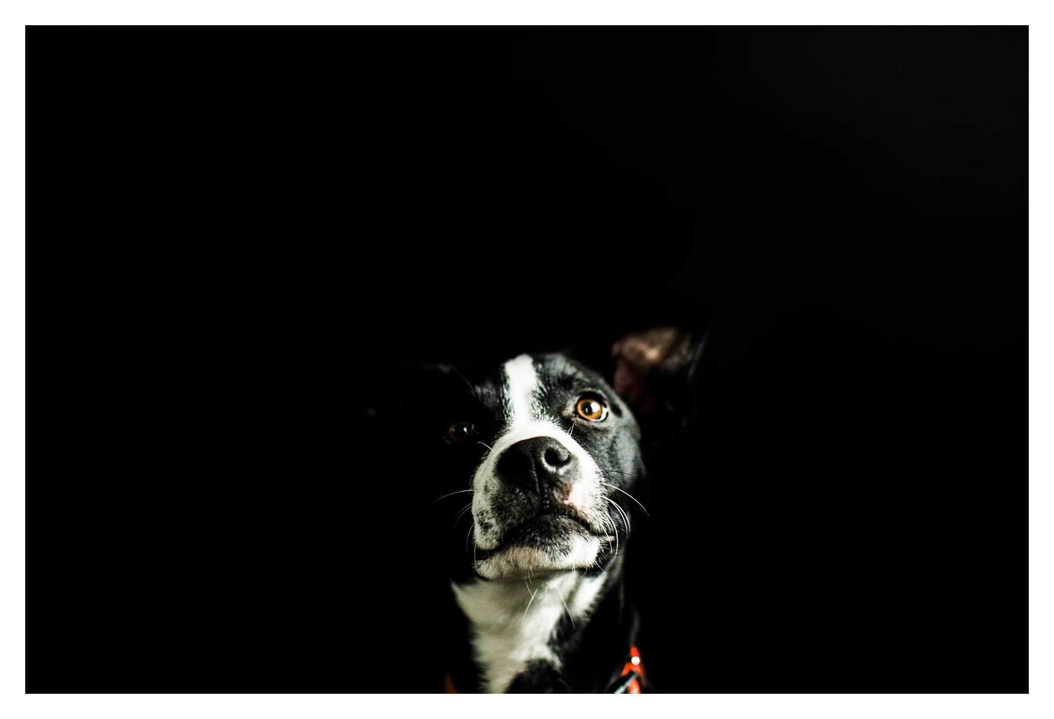 Pet Photography in Portland, Oregon Sommessa_2696.jpg