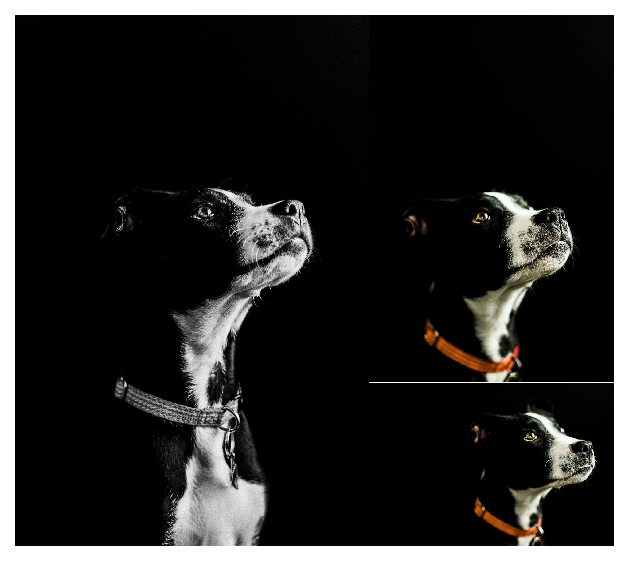 Pet Photography in Portland, Oregon Sommessa_2695.jpg