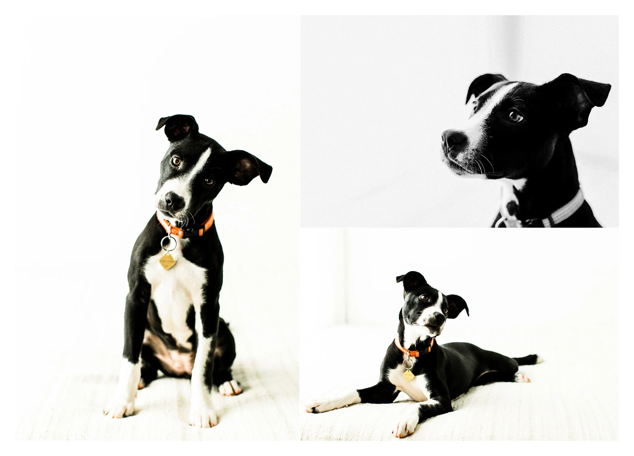 Pet Photography in Portland, Oregon Sommessa_2693.jpg