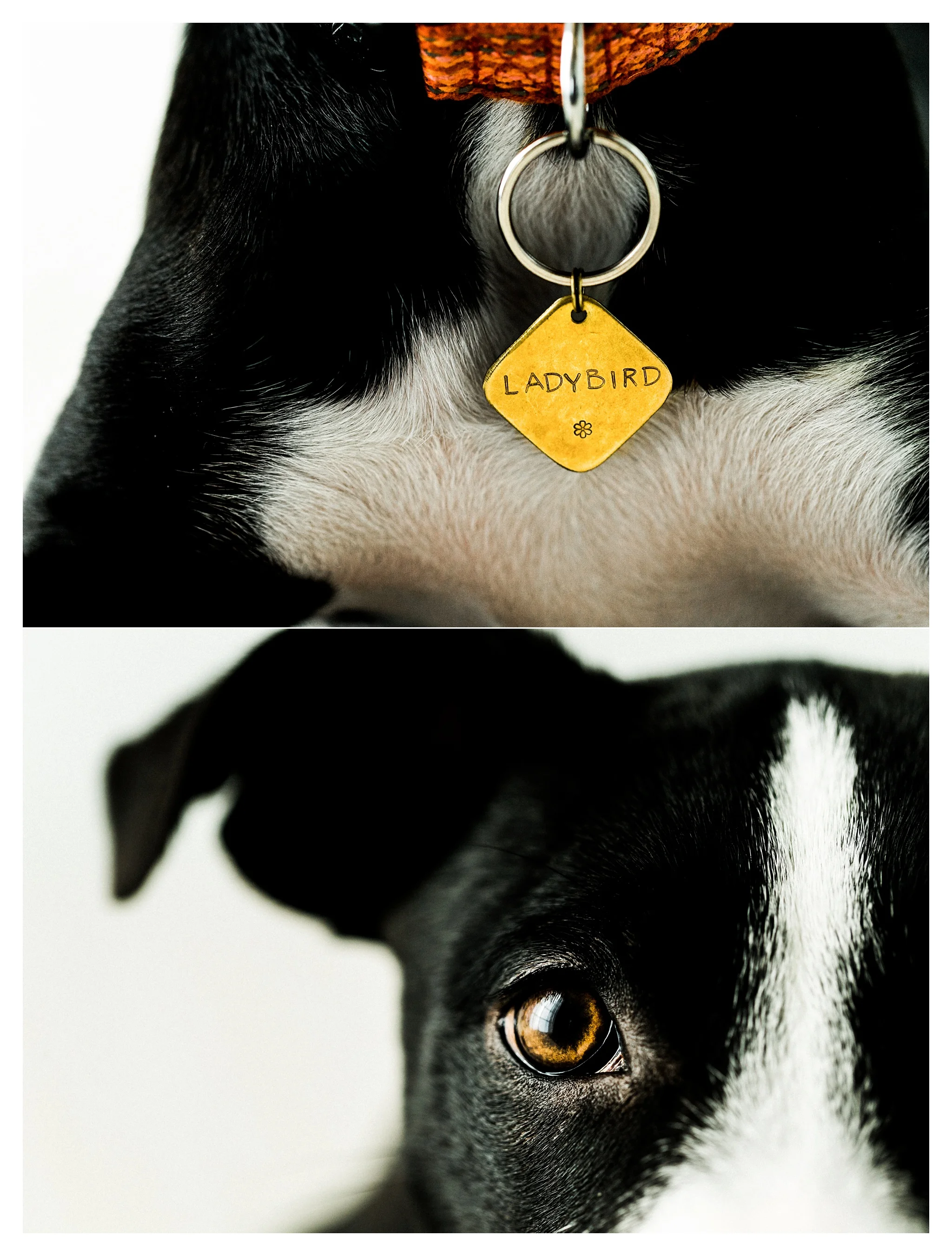 Pet Photography in Portland, Oregon Sommessa_2694.jpg
