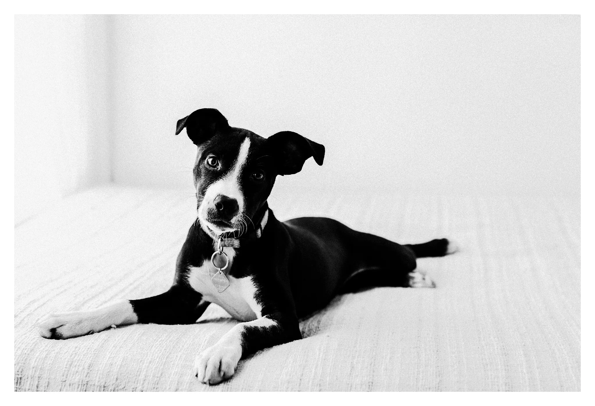 Pet Photography in Portland, Oregon Sommessa_2692.jpg