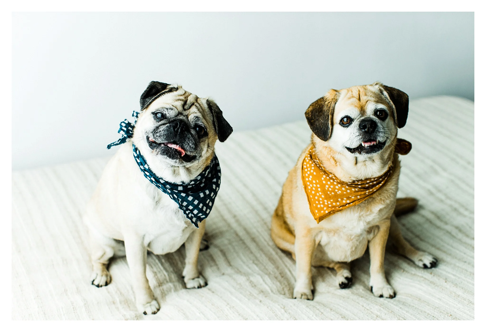 Pet Photography in Portland, Oregon Sommessa_2697.jpg