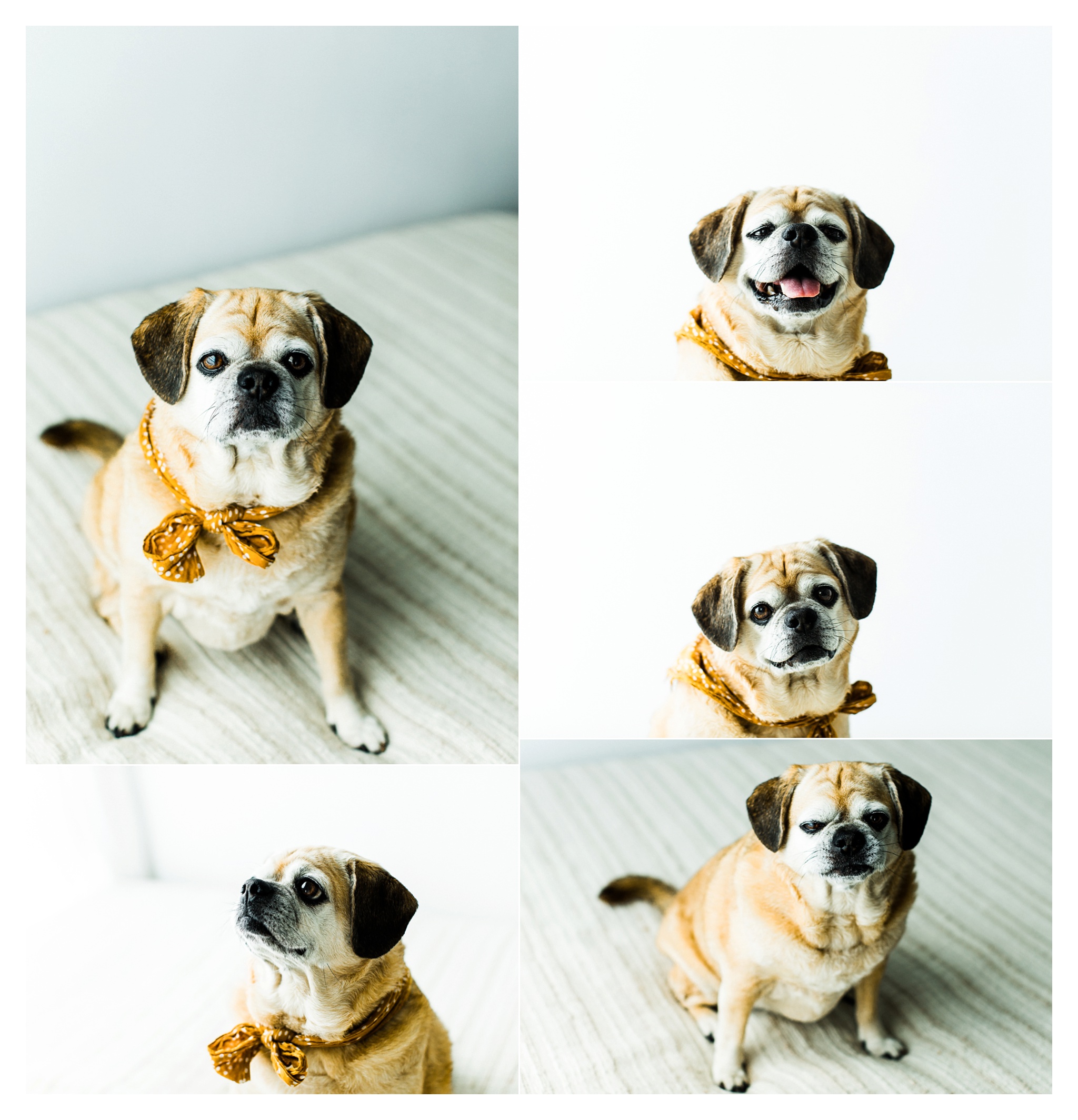 Pet Photography in Portland, Oregon Sommessa_2698.jpg