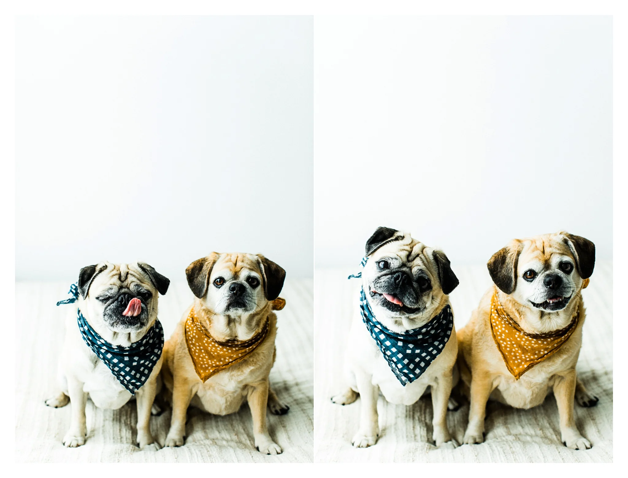 Pet Photography in Portland, Oregon Sommessa_2700.jpg