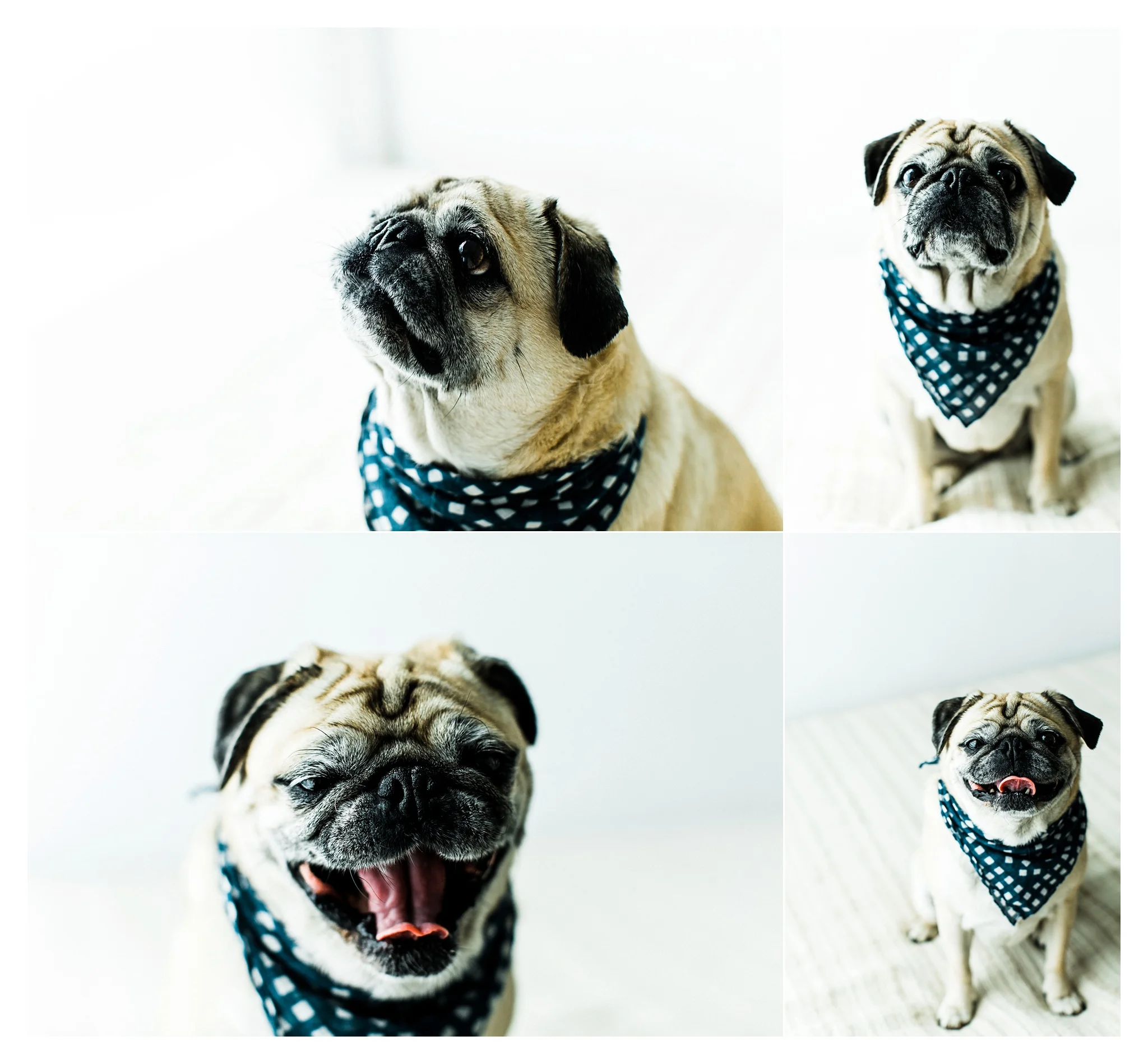 Pet Photography in Portland, Oregon Sommessa_2699.jpg
