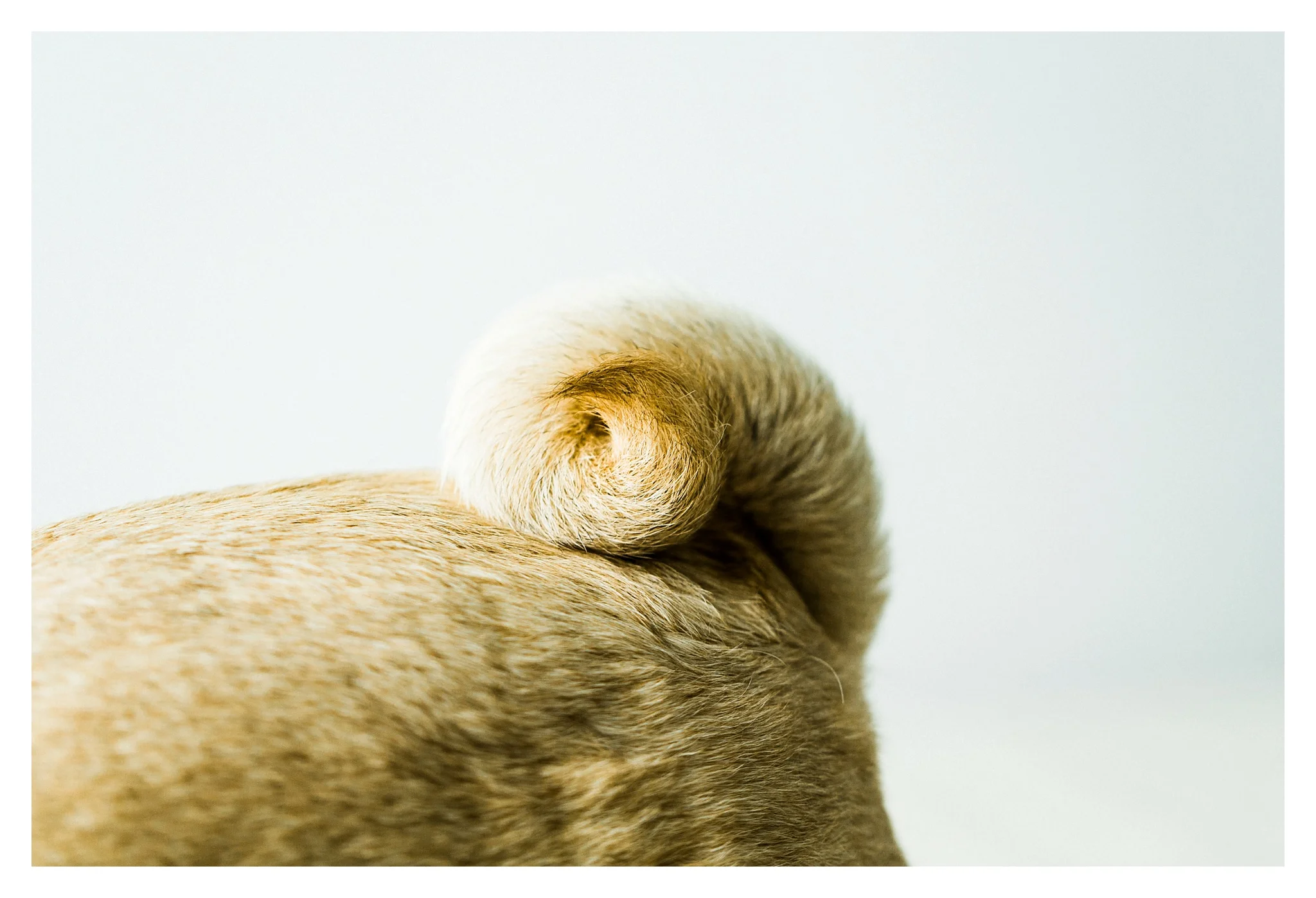 Pet Photography in Portland, Oregon Sommessa_2702.jpg
