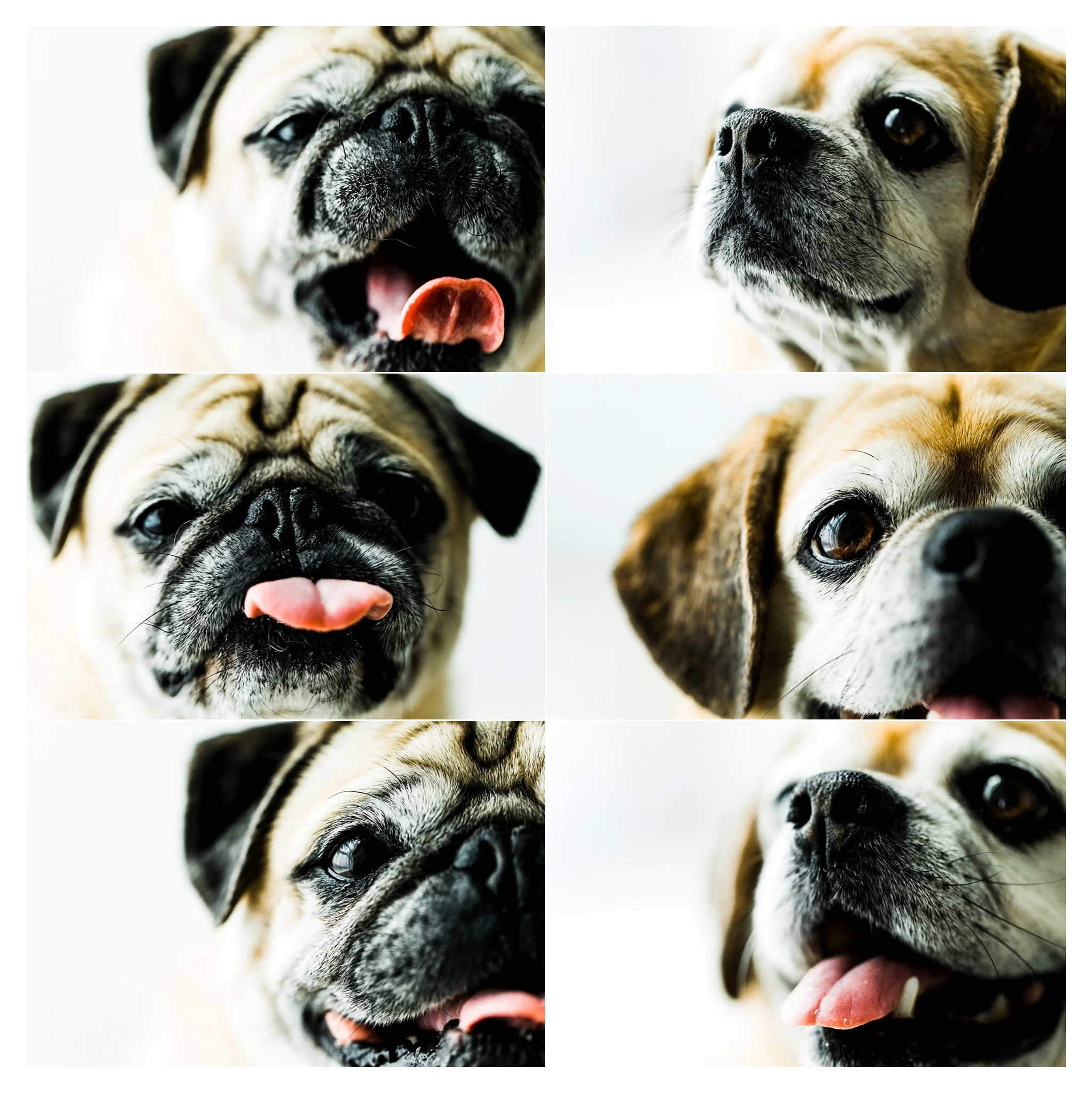Pet Photography in Portland, Oregon Sommessa_2701.jpg