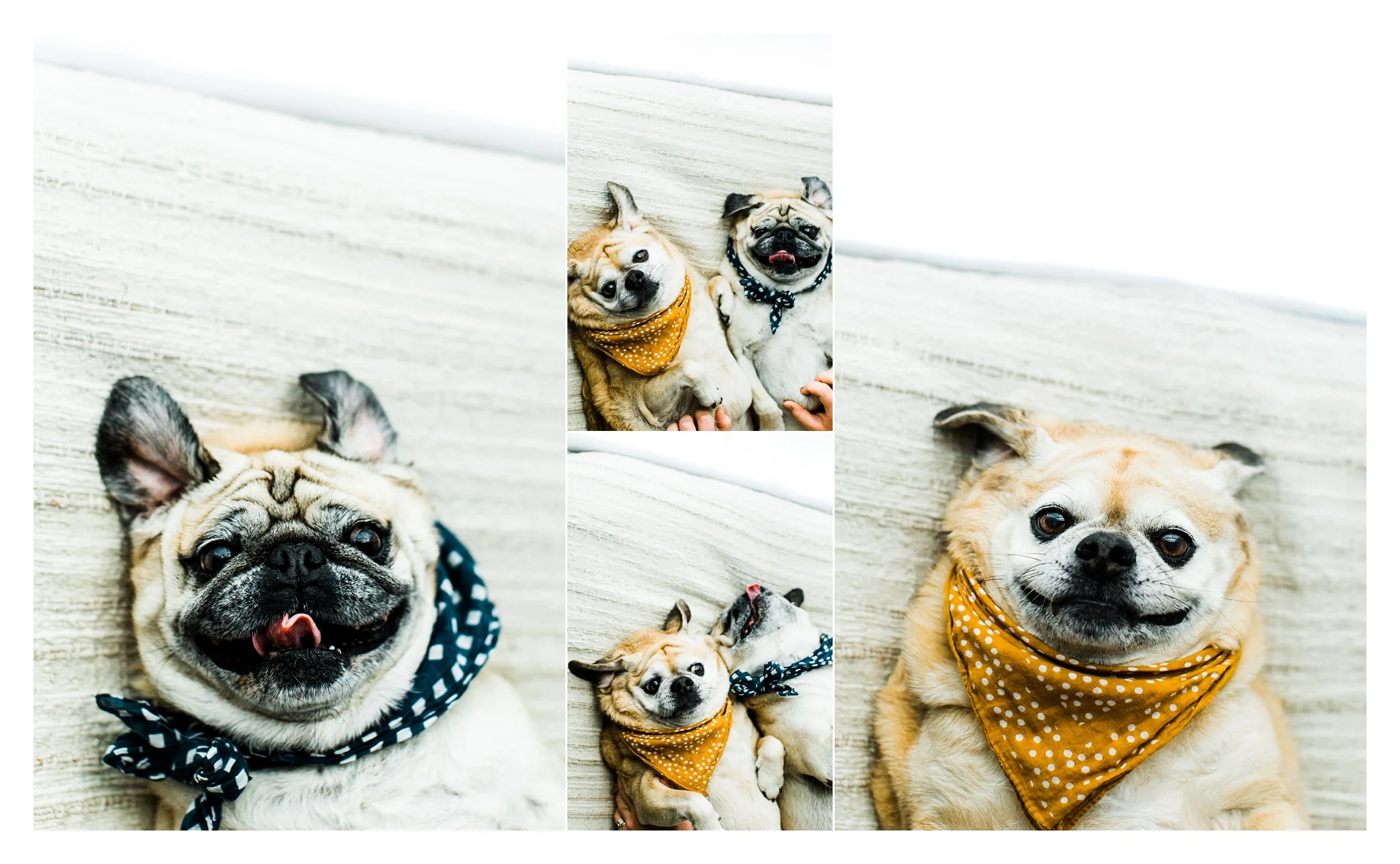 Pet Photography in Portland, Oregon Sommessa_2704.jpg