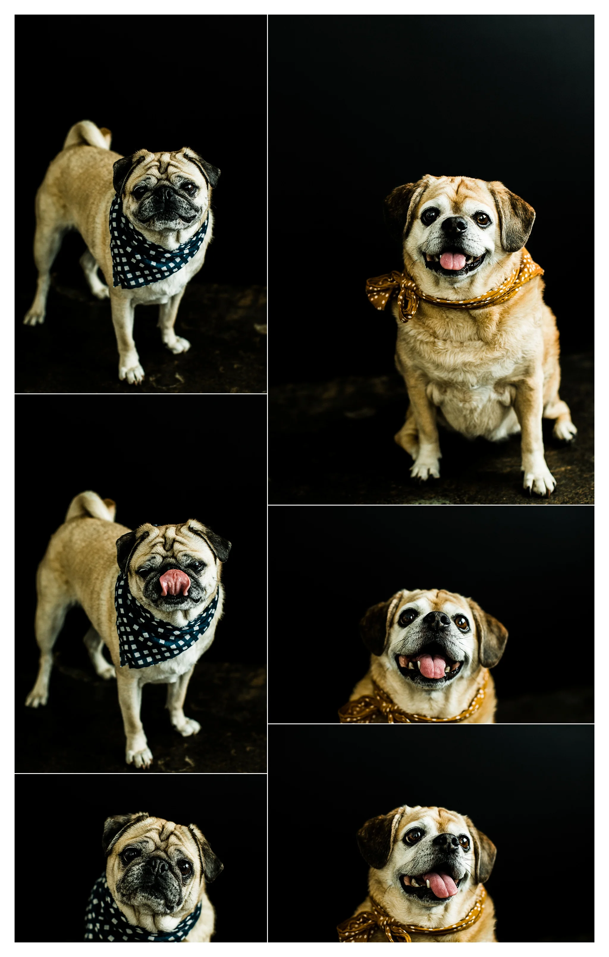 Pet Photography in Portland, Oregon Sommessa_2703.jpg