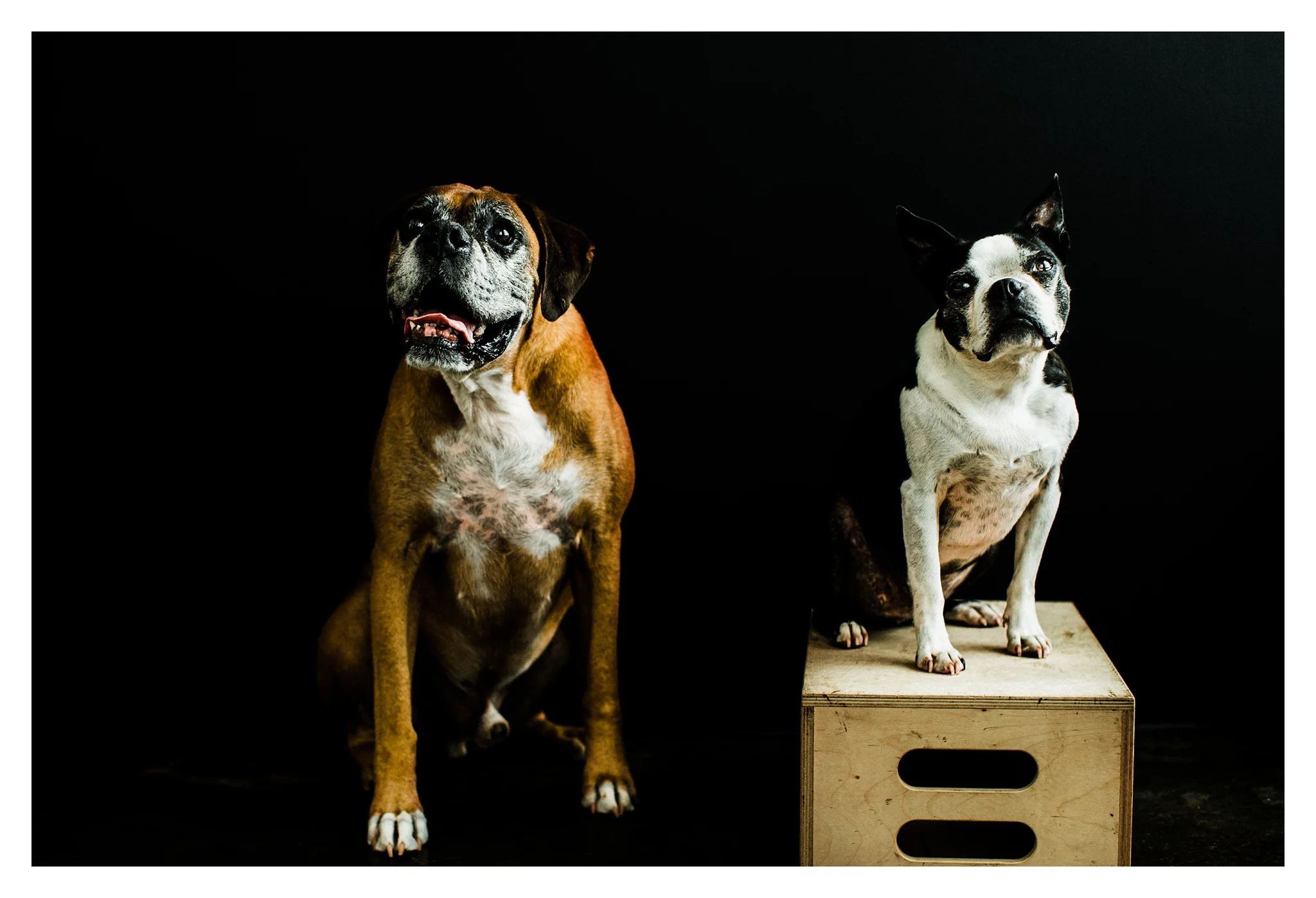 Pet Photography in Portland, Oregon Sommessa_2711.jpg